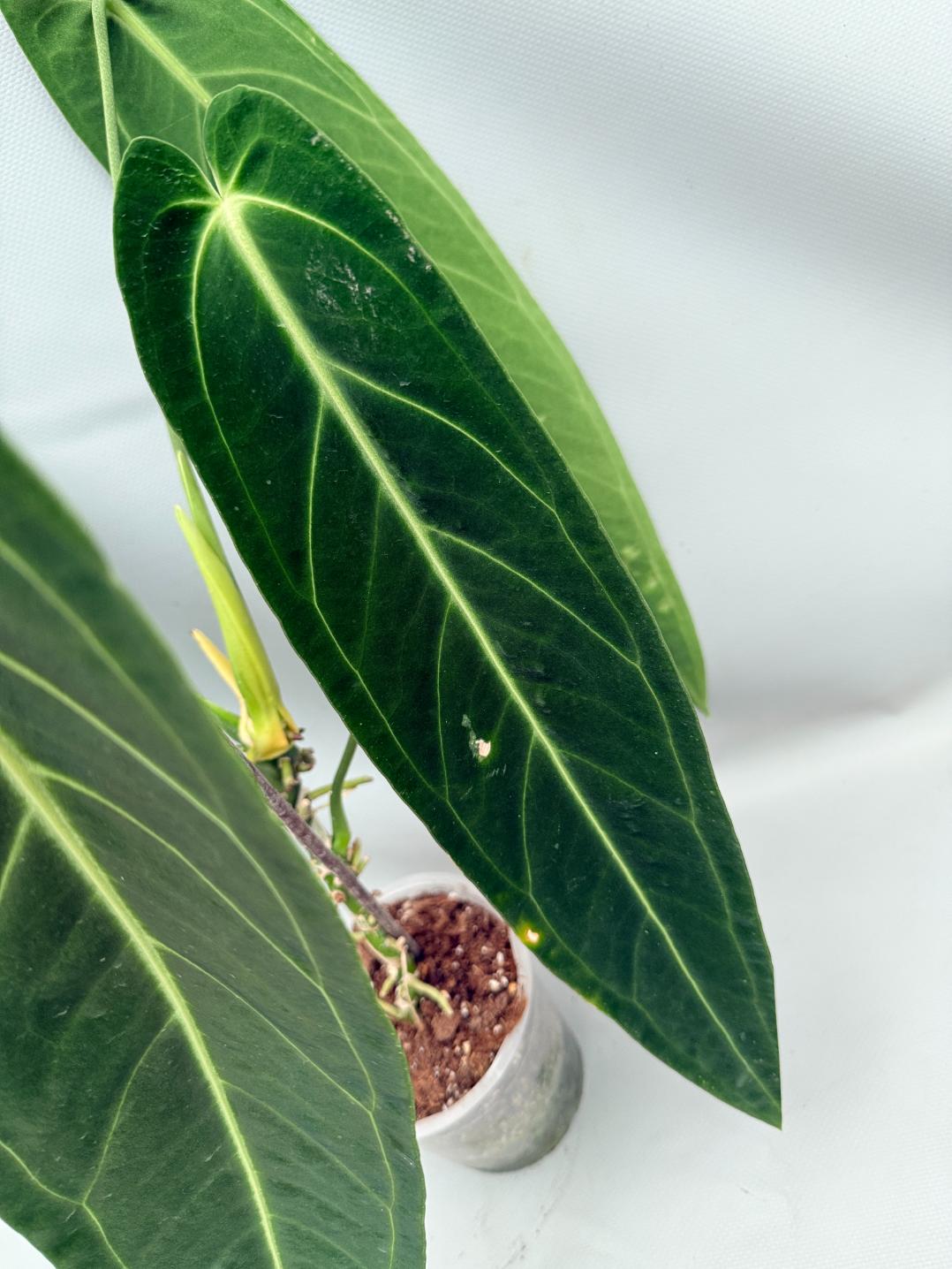 Anthurium Warocqueanum XL 05