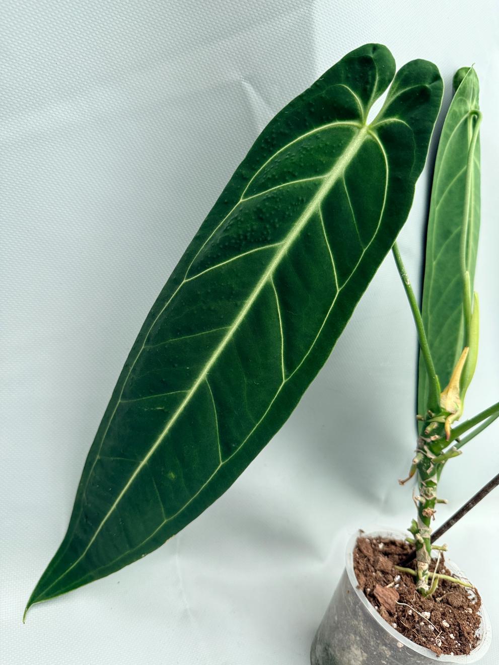Anthurium Warocqueanum XL 06