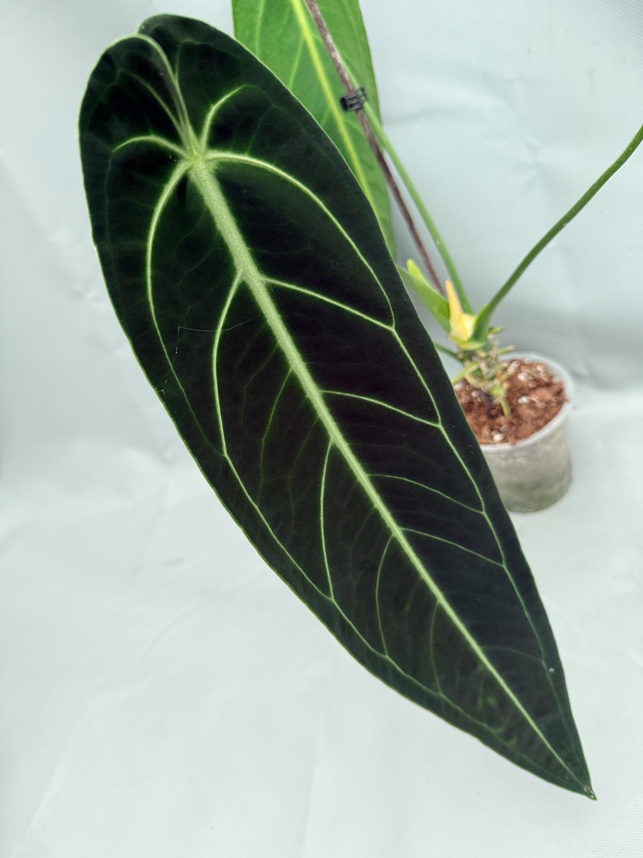 Anthurium Warocqueanum XL 07
