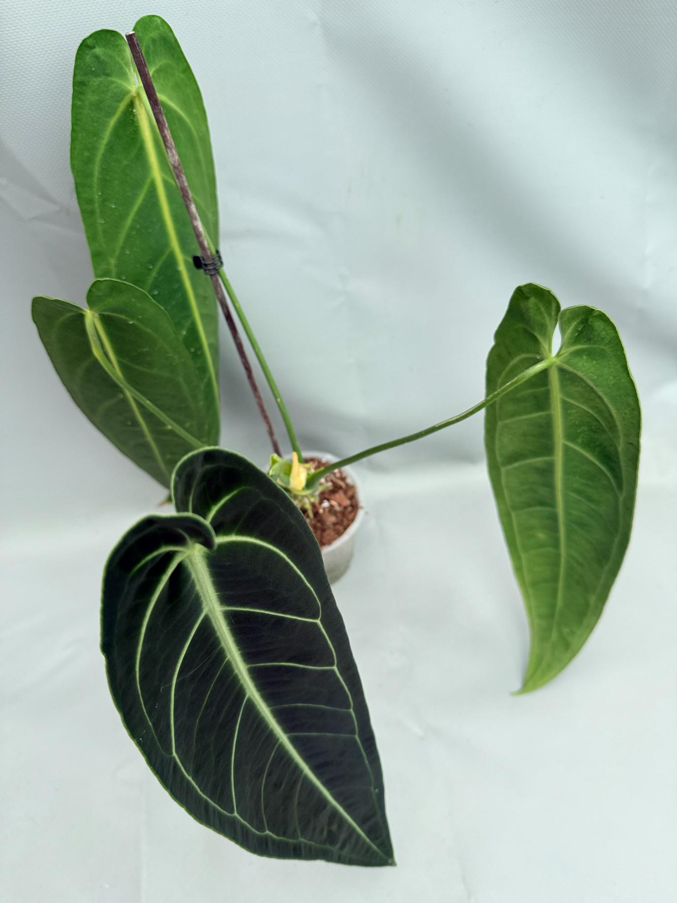Anthurium Warocqueanum XL 08