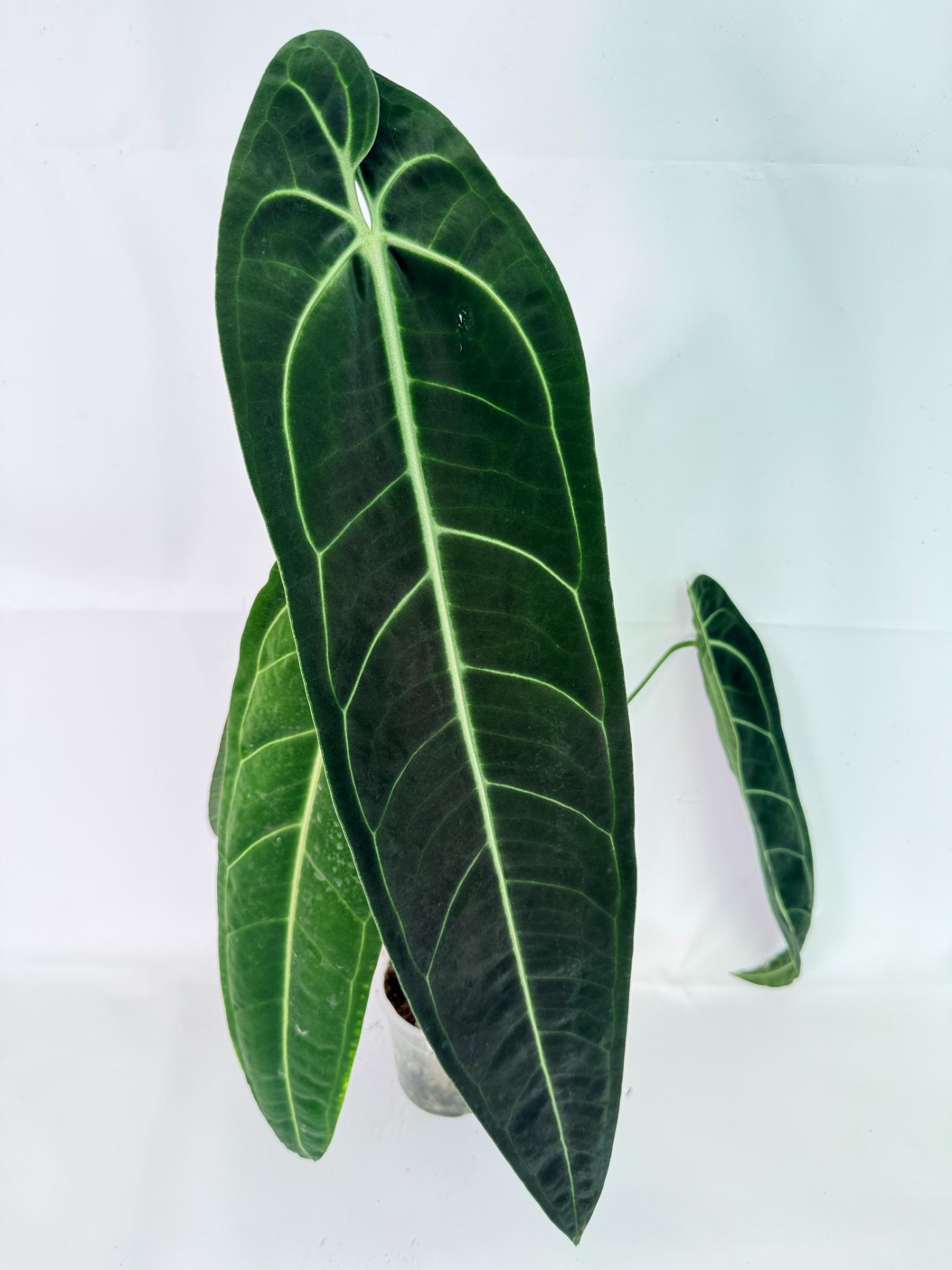 Anthurium Warocqueanum XL 11