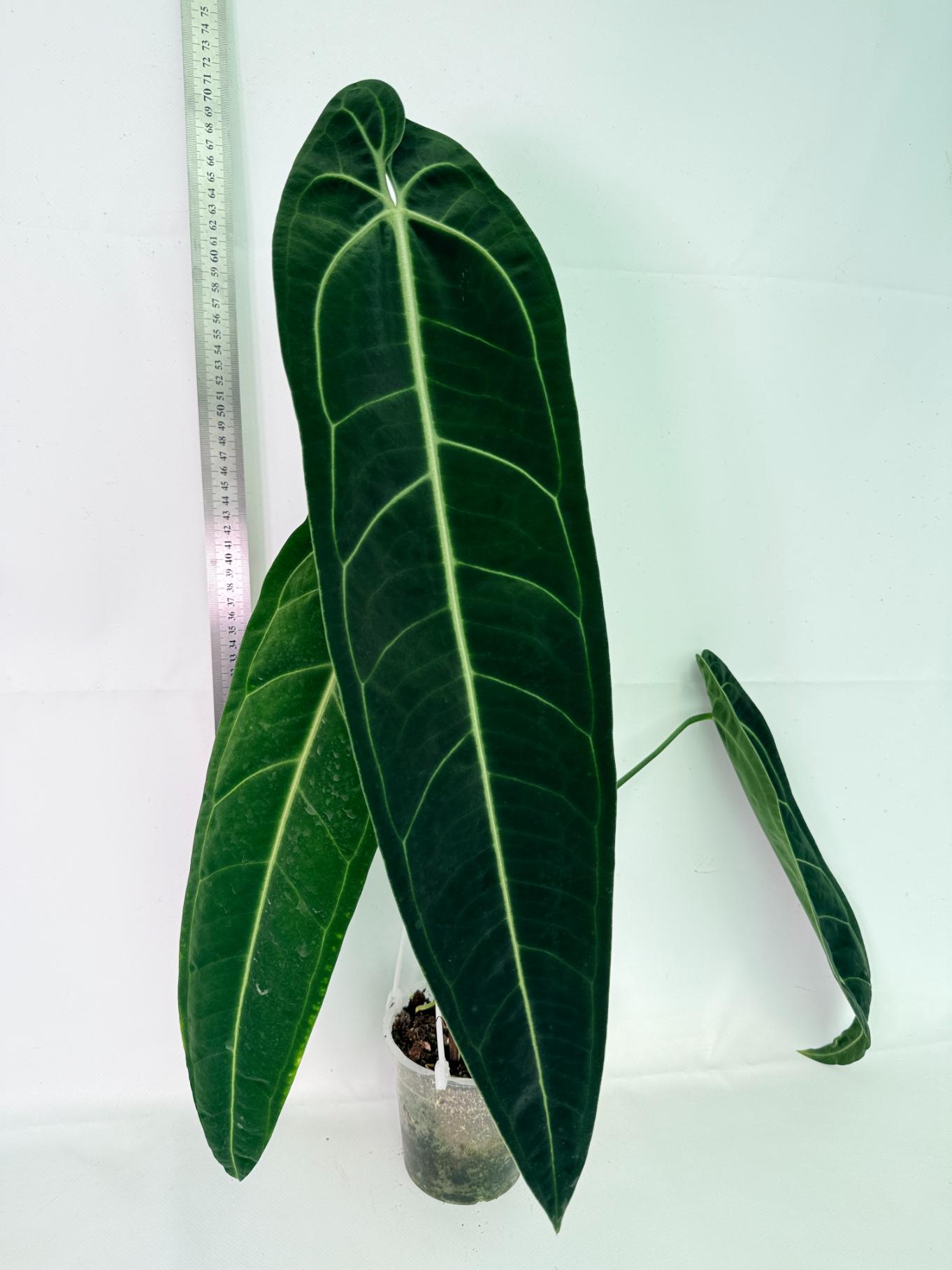 Anthurium Warocqueanum XL 01
