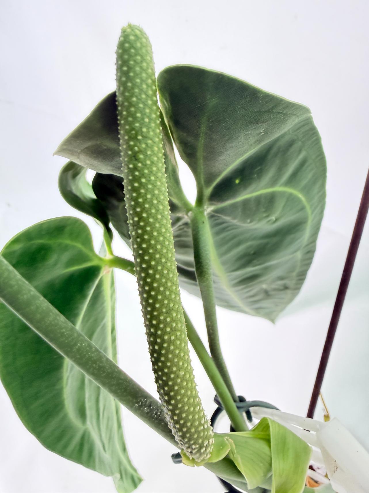 Anthurium Warocqueanum XL 03