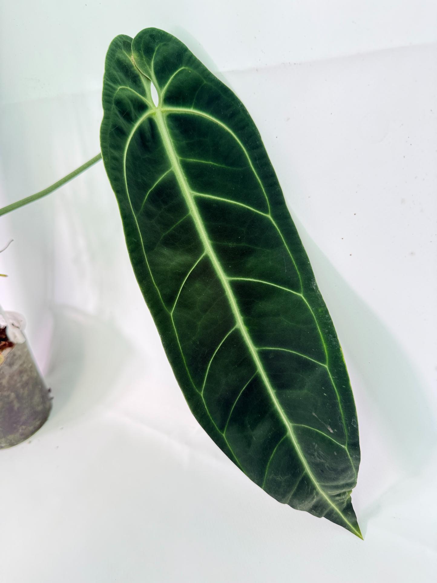 Anthurium Warocqueanum XL 06