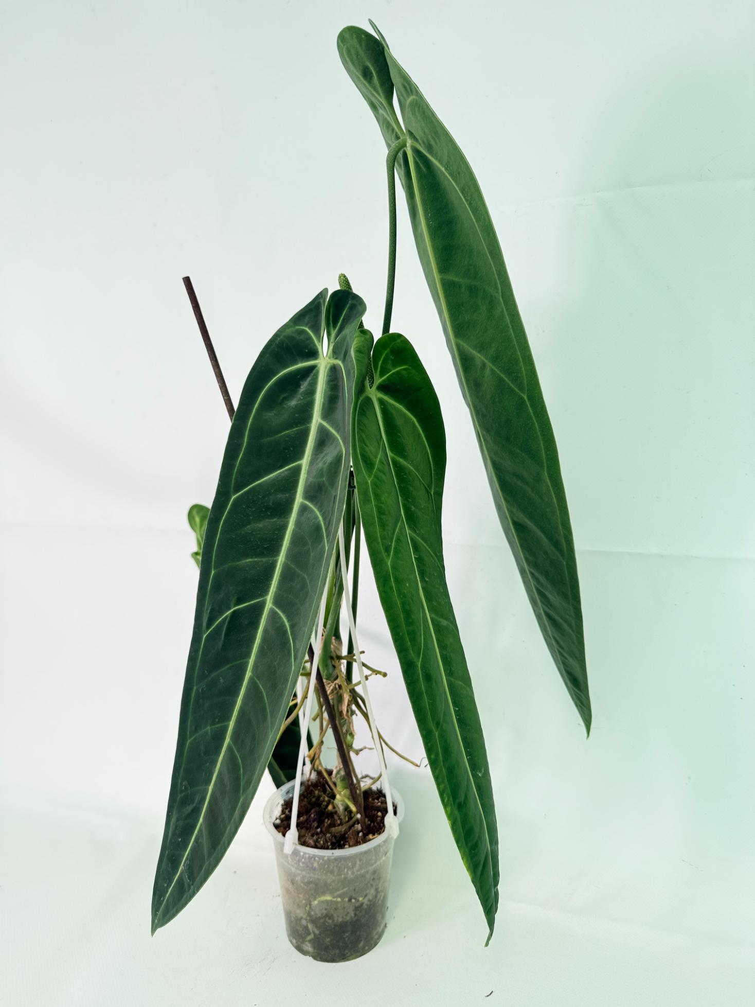 Anthurium Warocqueanum XL 07
