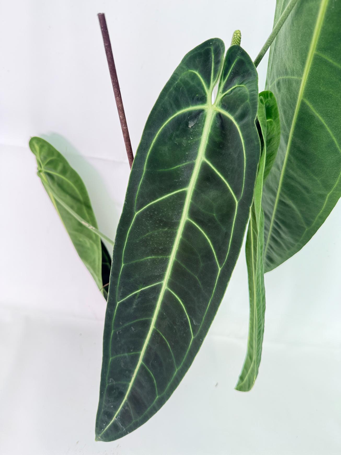 Anthurium Warocqueanum XL 08