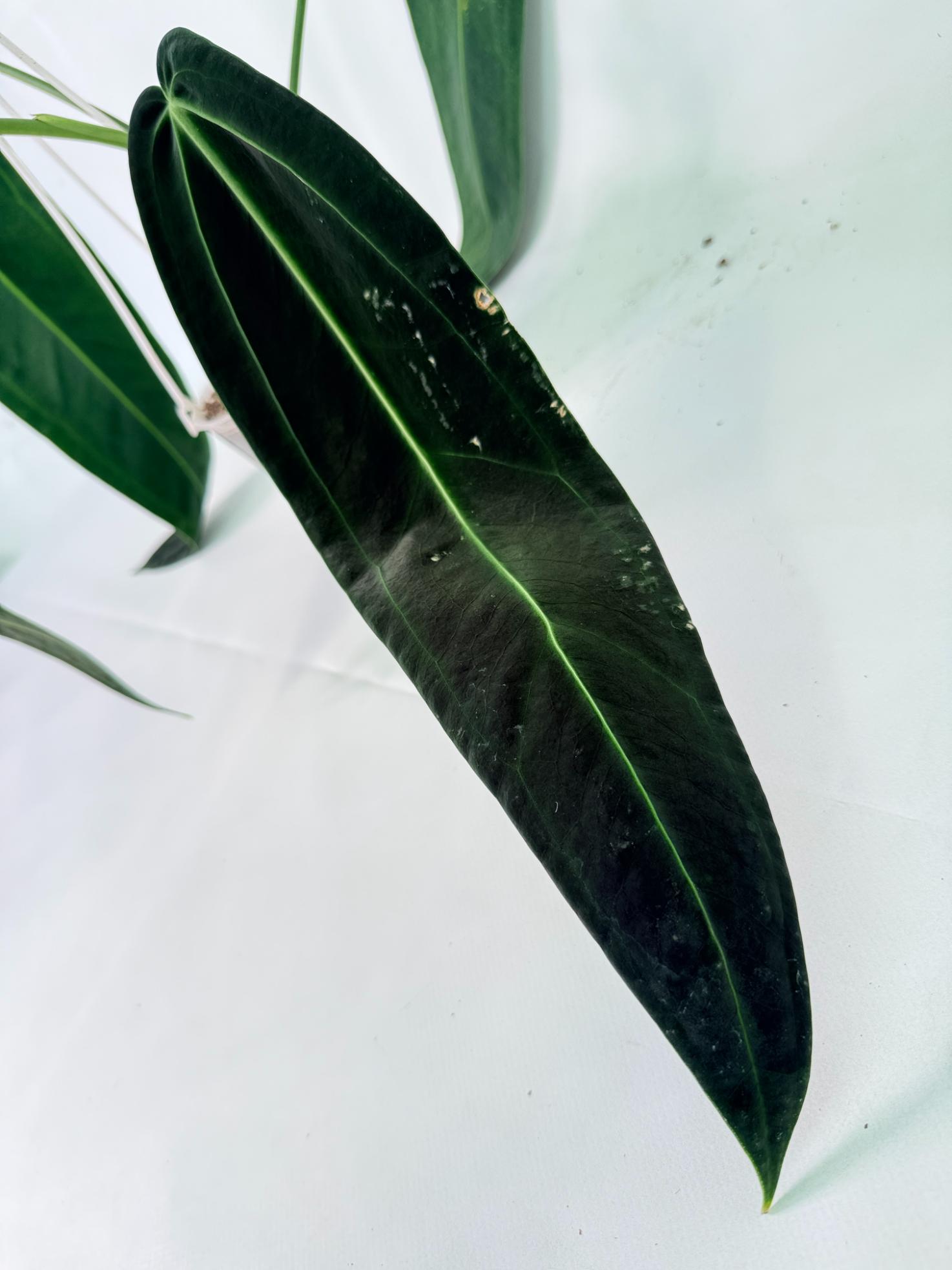 Anthurium Warocqueanum XL 09