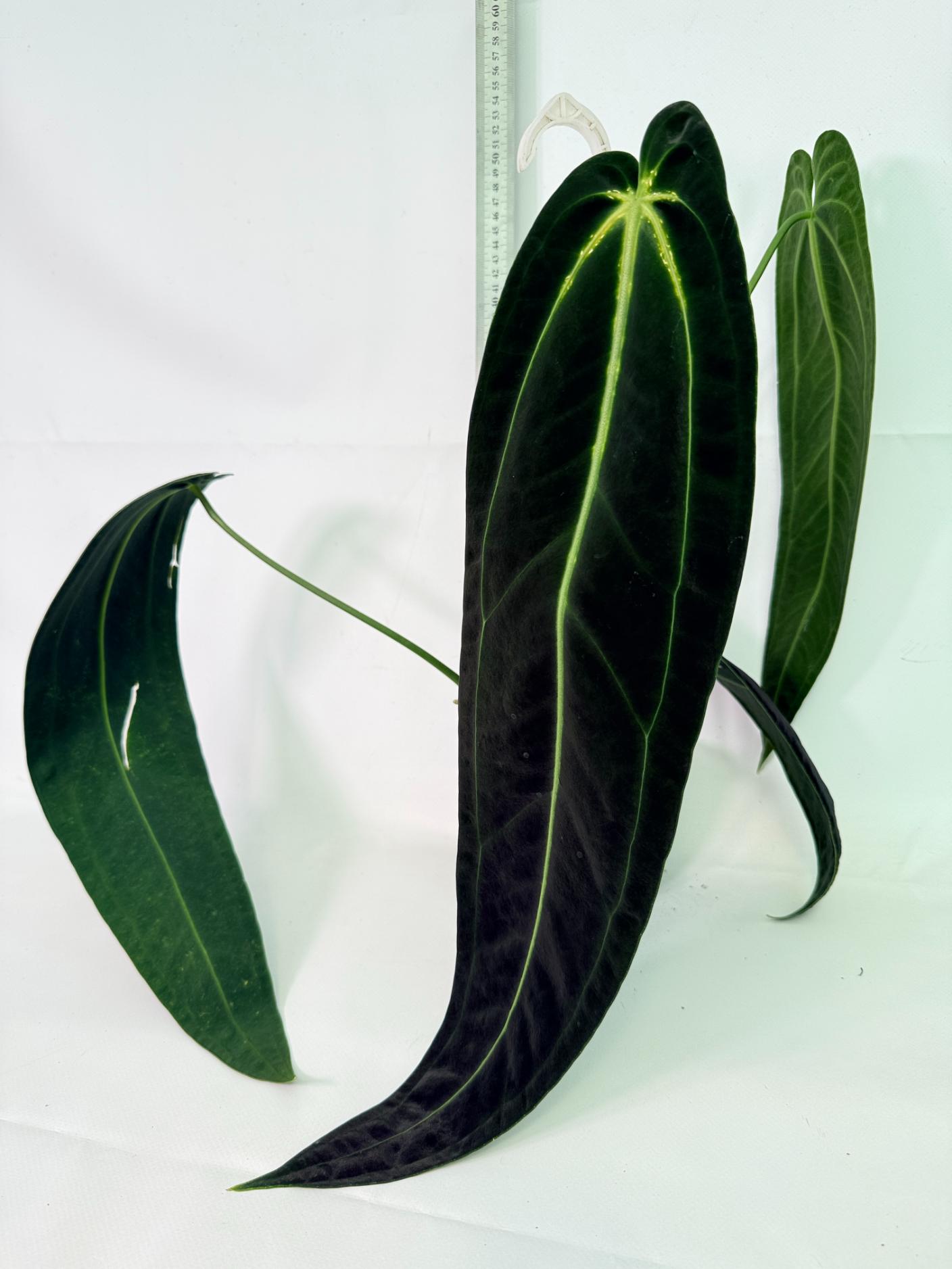 Anthurium Warocqueanum XL 01