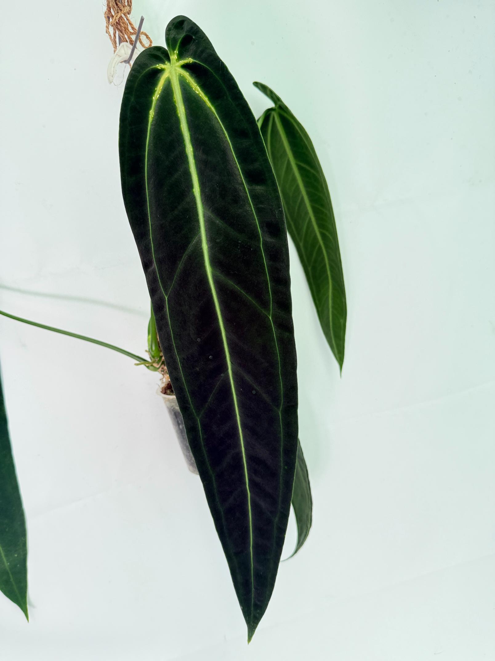 Anthurium Warocqueanum XL 02