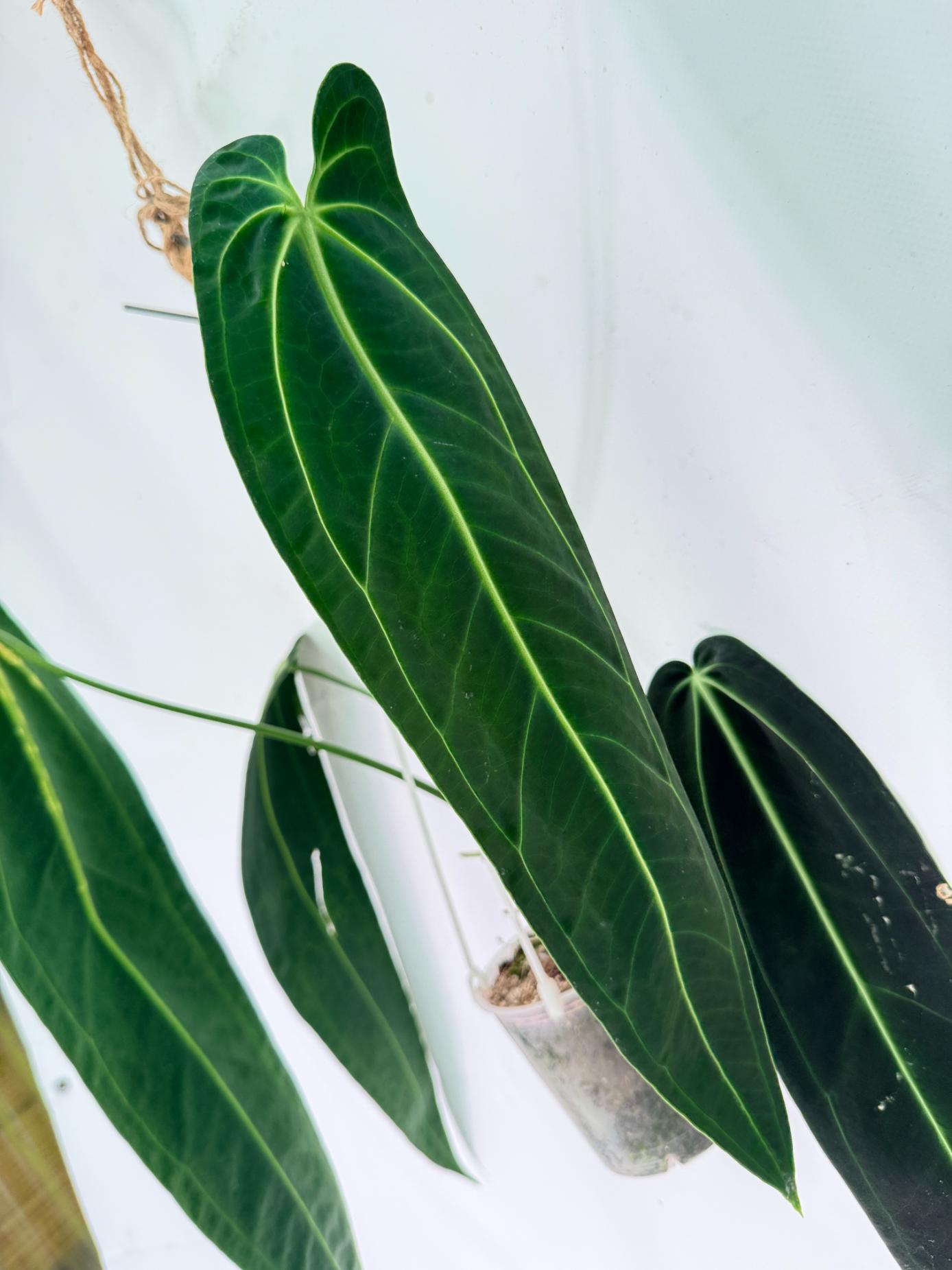 Anthurium Warocqueanum XL 03