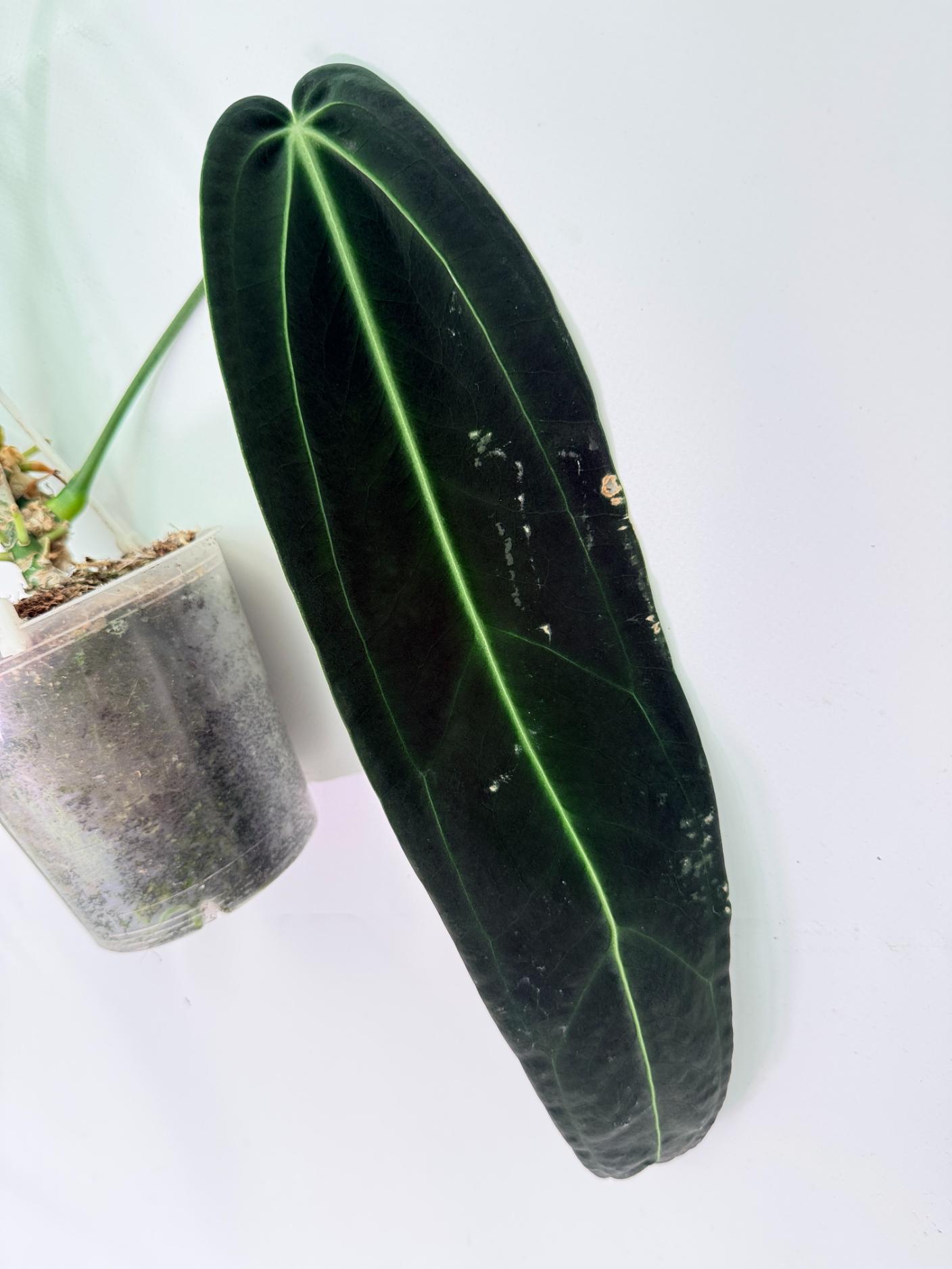 Anthurium Warocqueanum XL 04