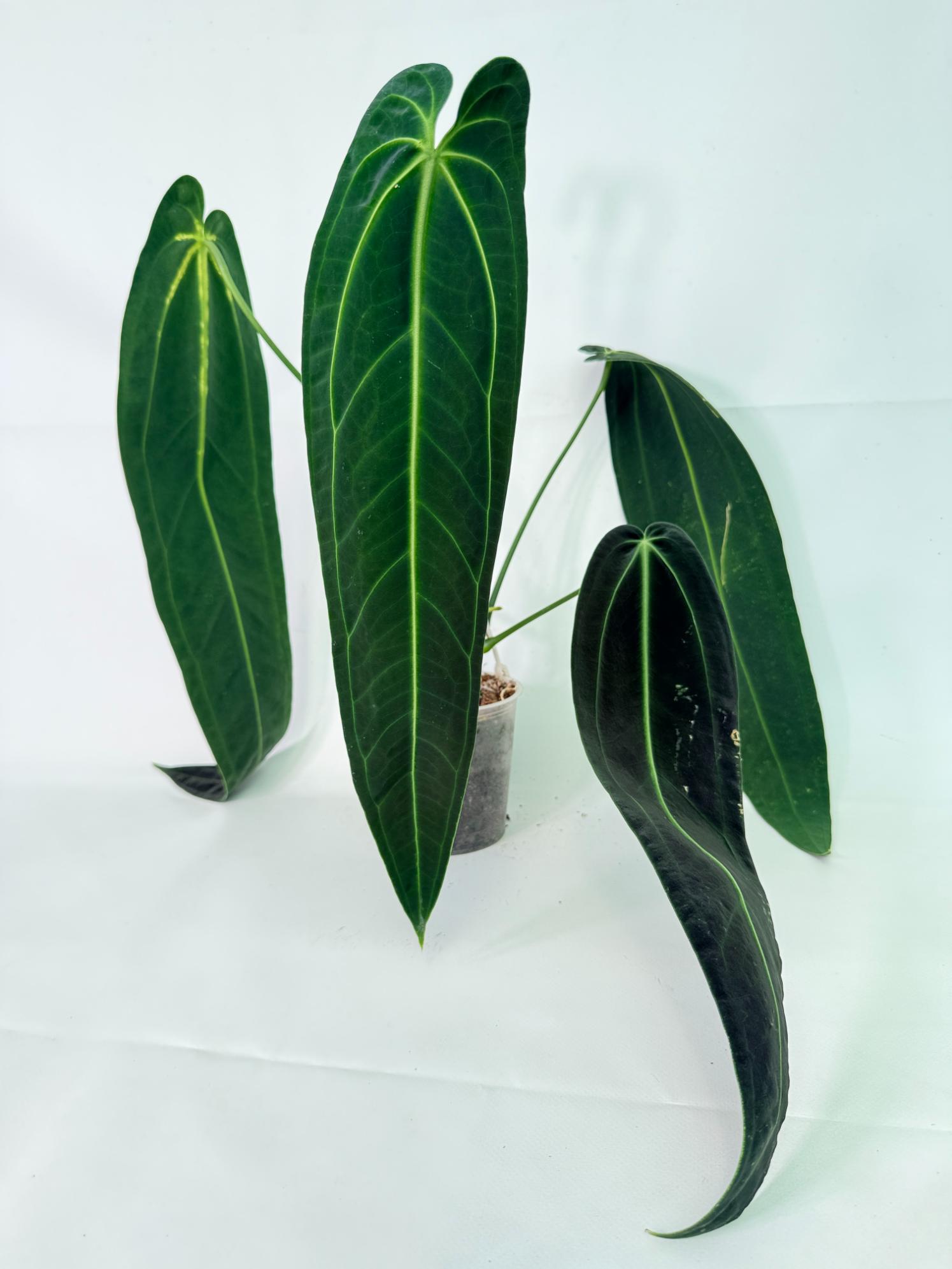 Anthurium Warocqueanum XL 05