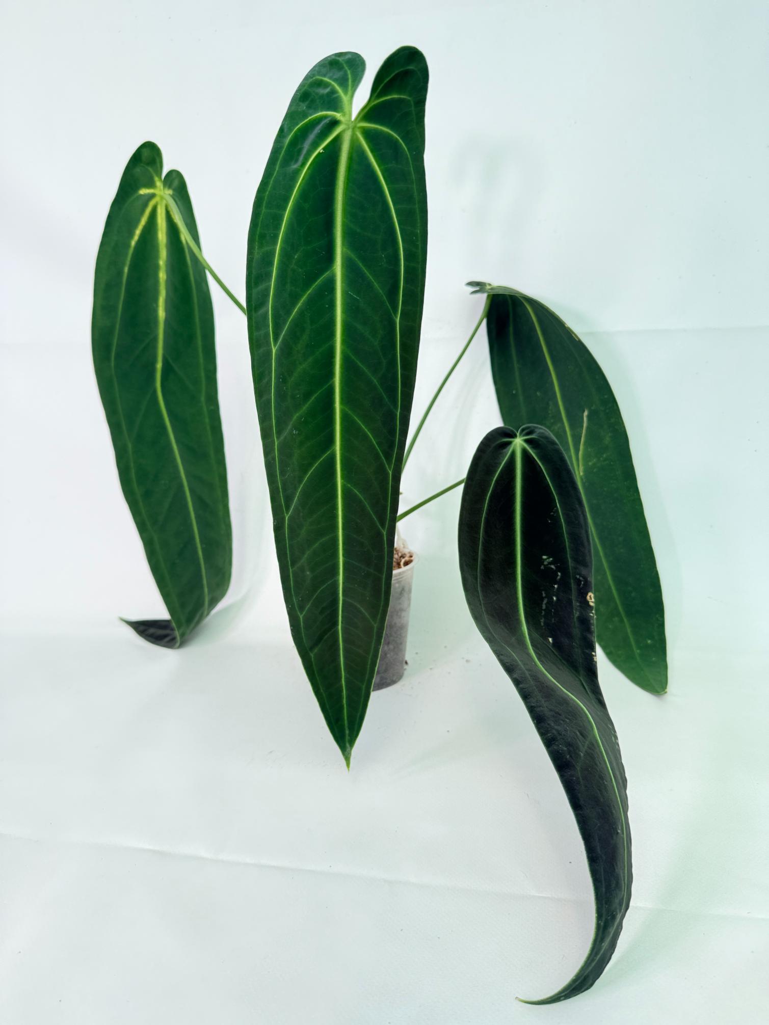 Anthurium Warocqueanum XL 6