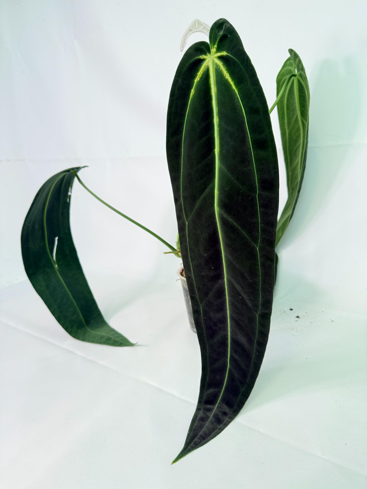 Anthurium Warocqueanum XL 07