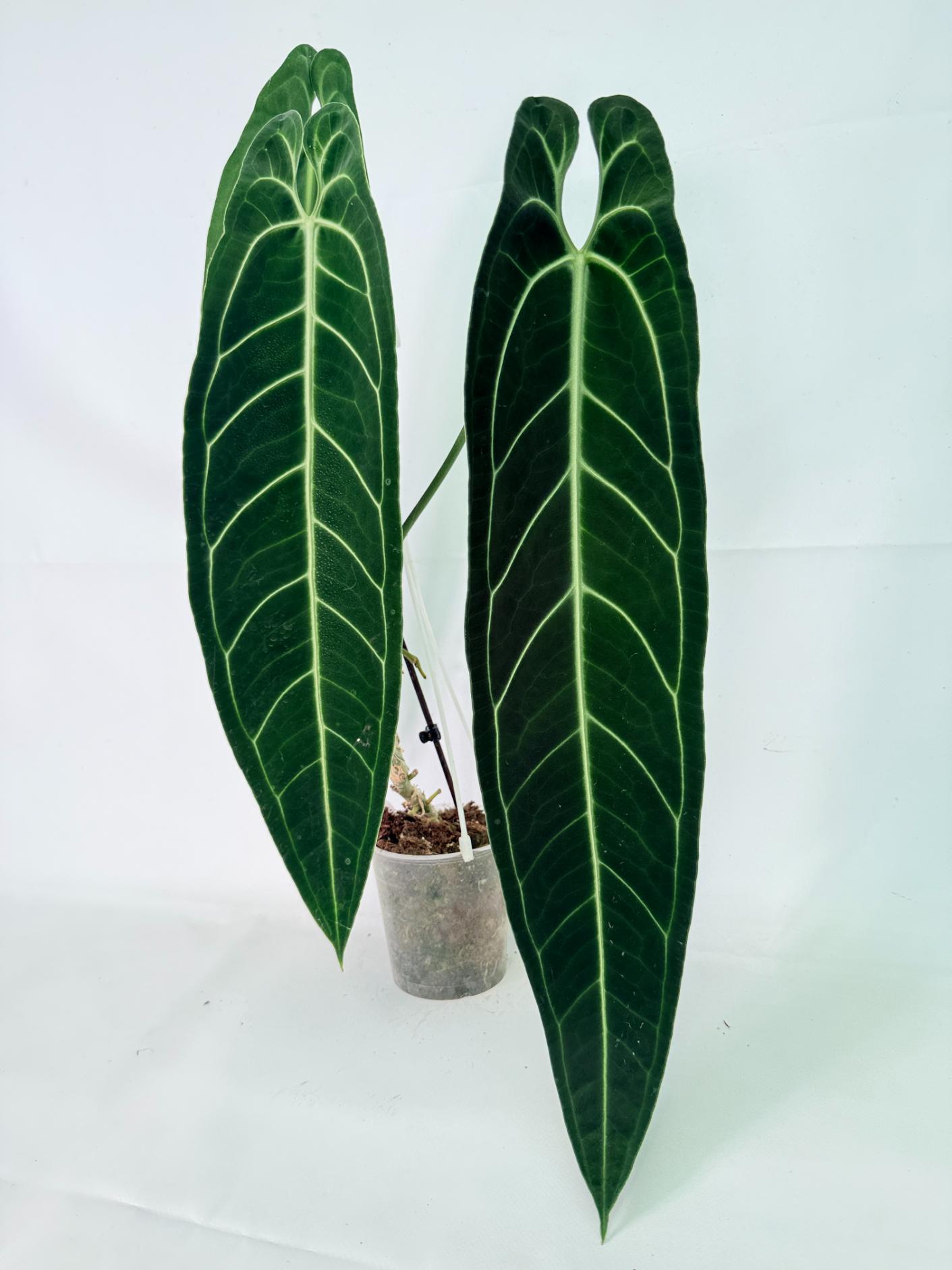 Anthurium Warocqueanum XL 02