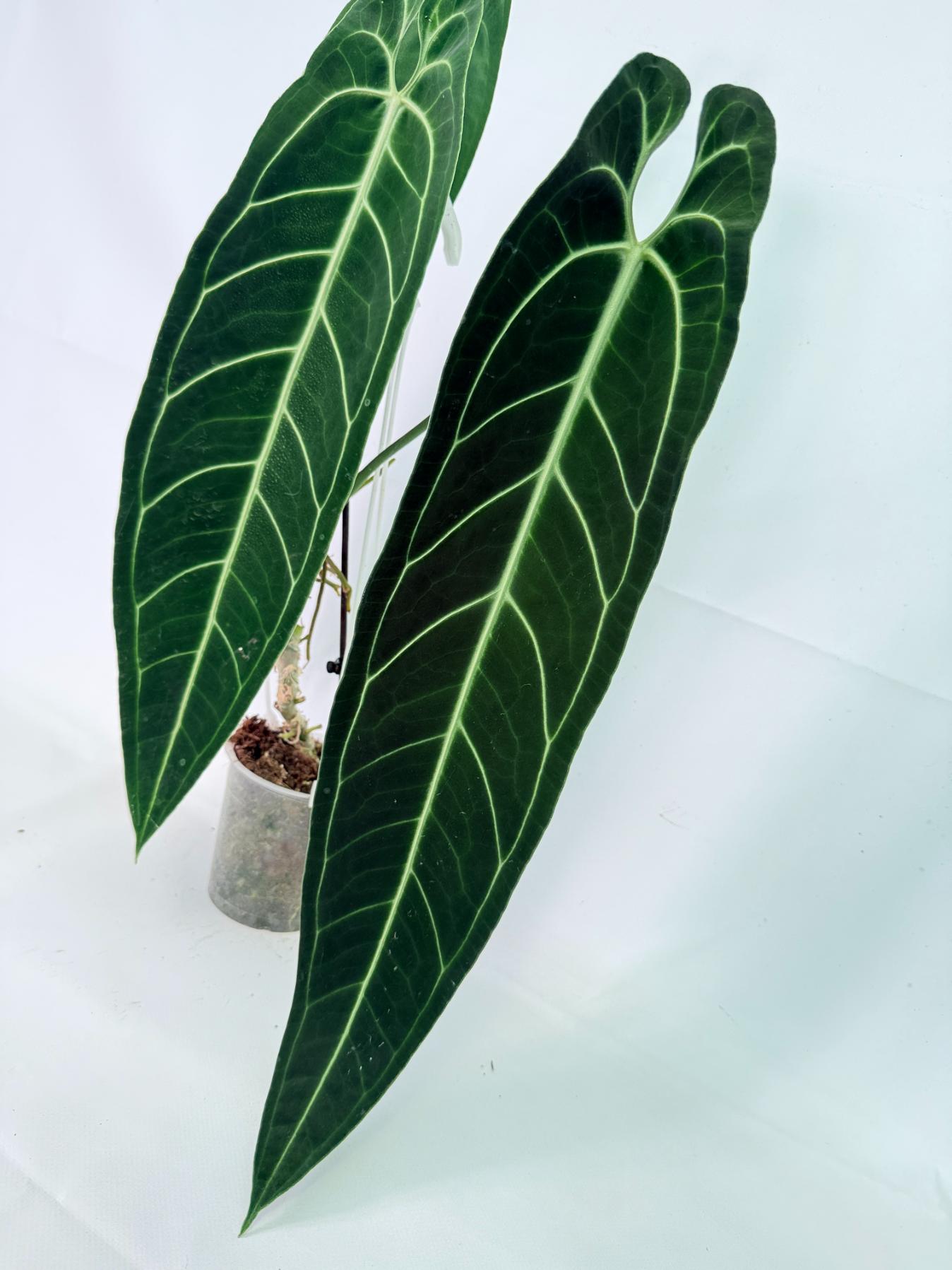 Anthurium Warocqueanum XL 03