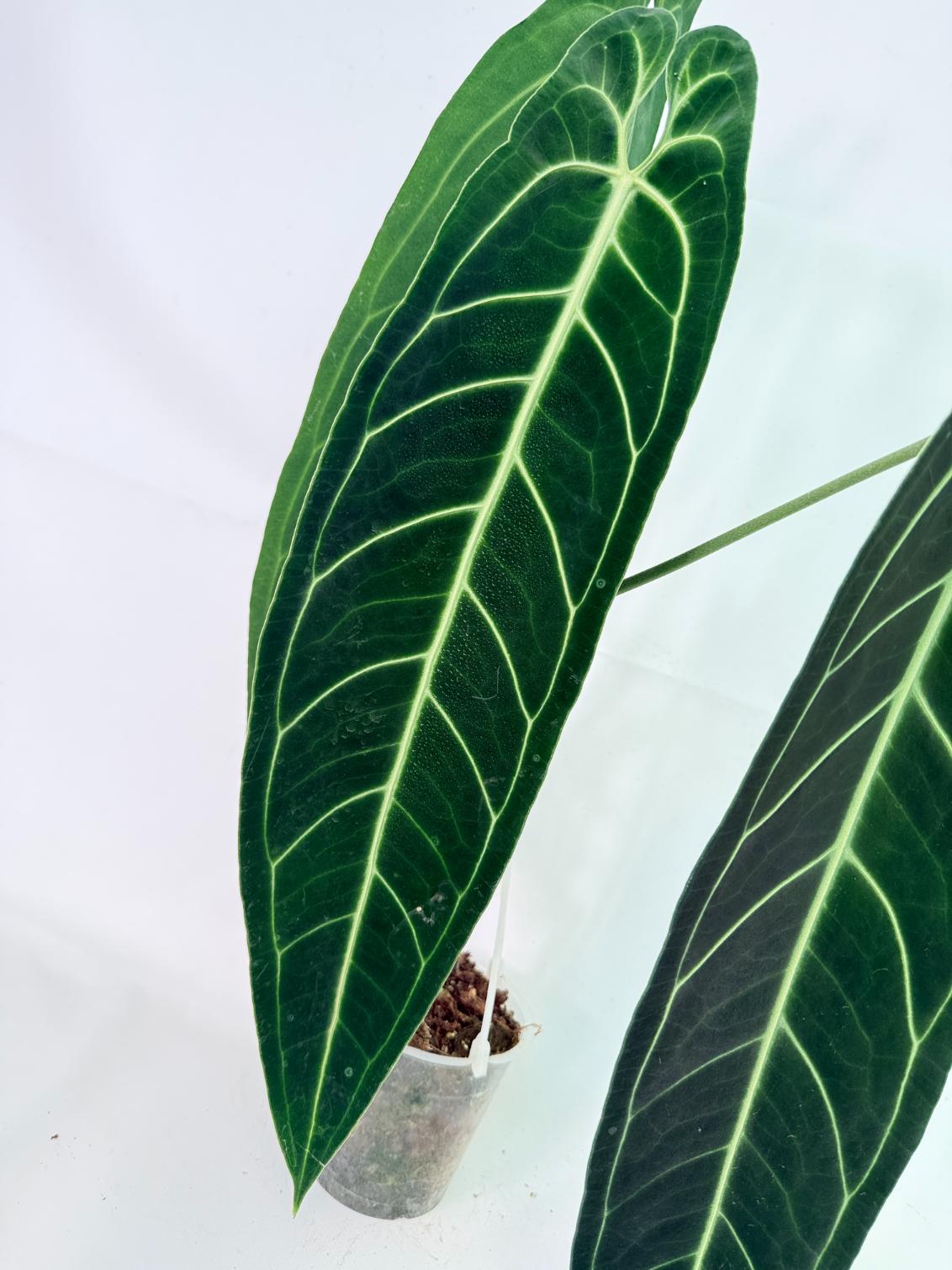 Anthurium Warocqueanum XL 04