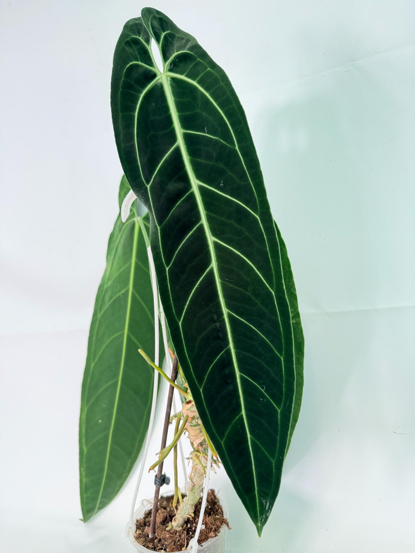 Anthurium Warocqueanum XL 05