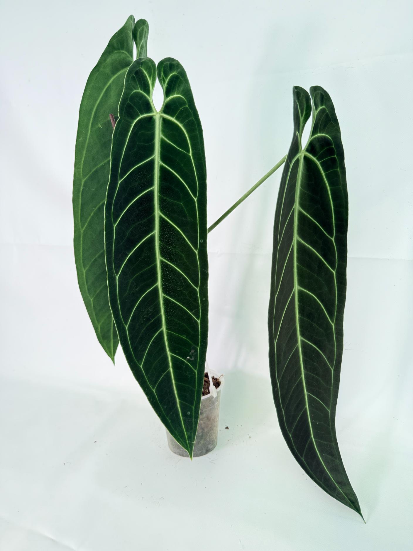 Anthurium Warocqueanum XL 06