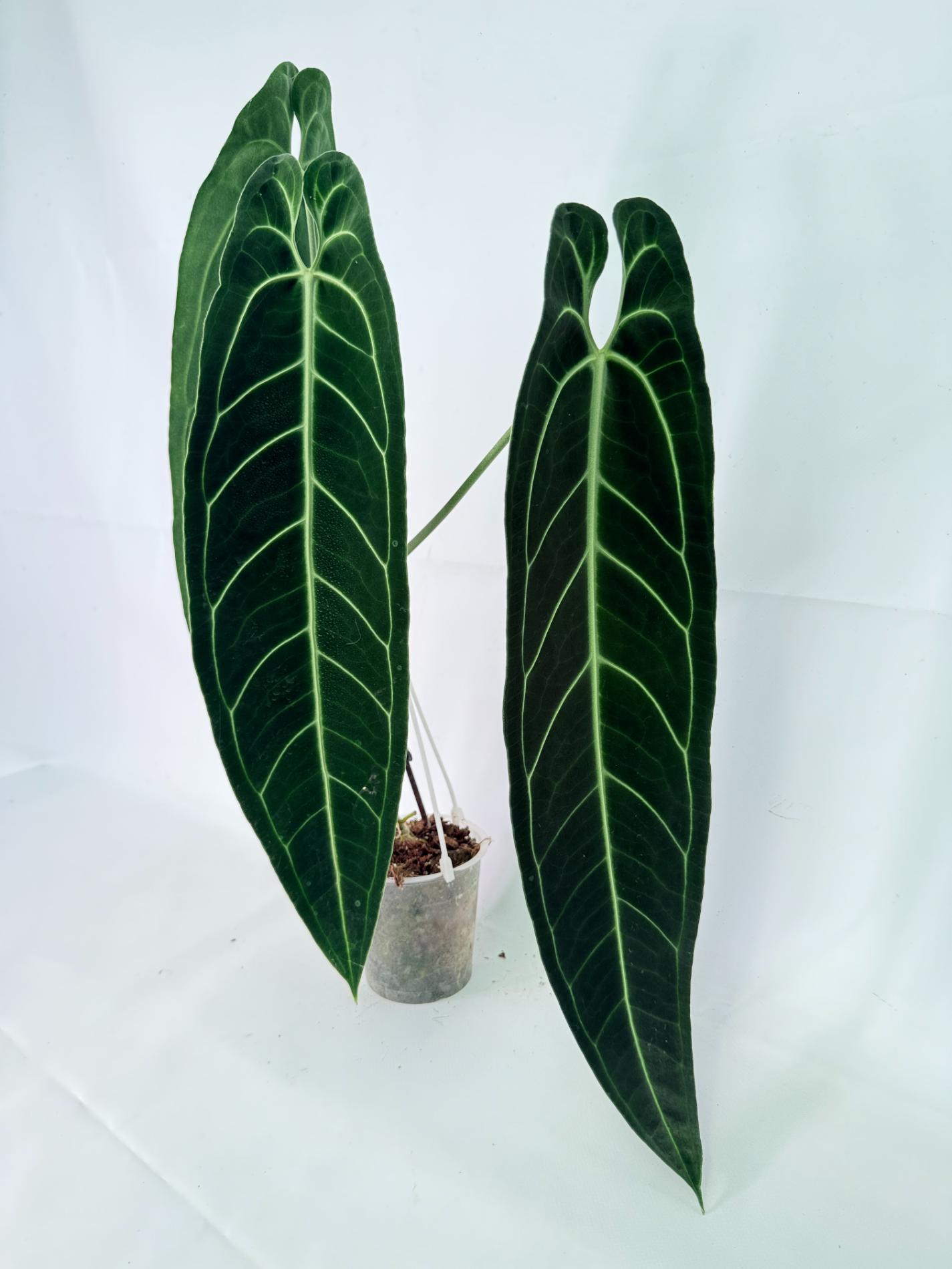 Anthurium Warocqueanum XL 07