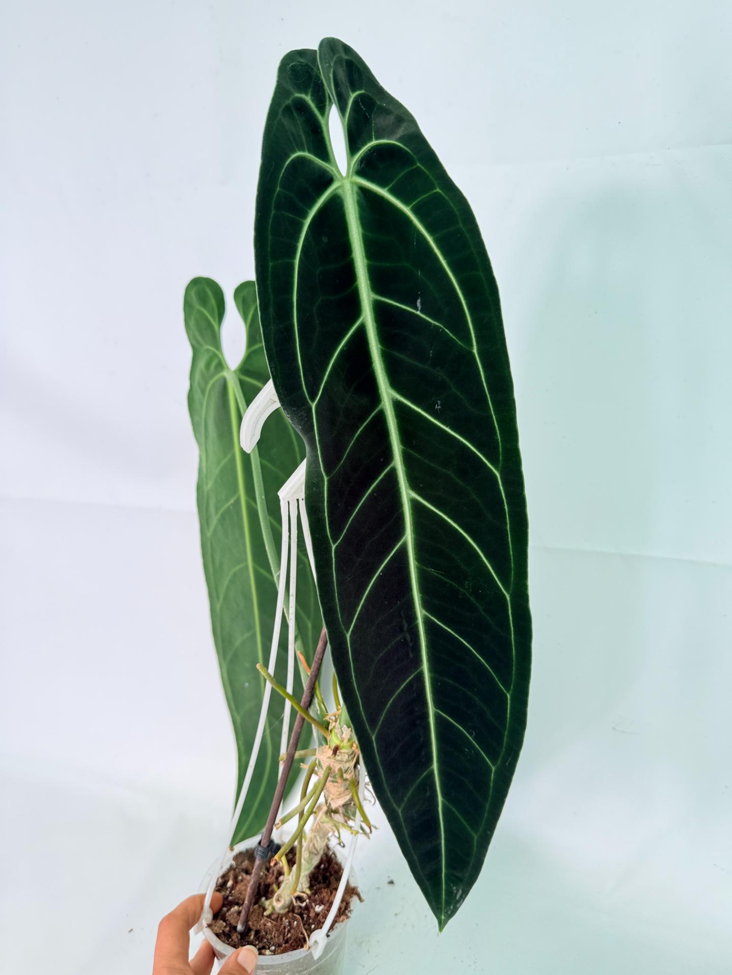 Anthurium Warocqueanum XL 09