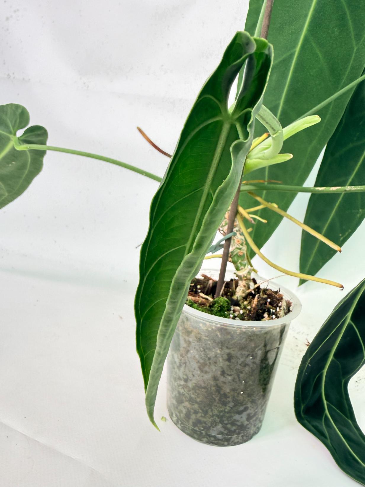 Anthurium Warocqueanum XL 09