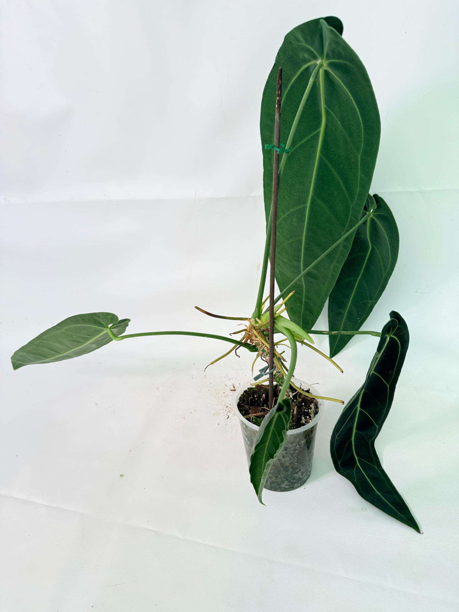 Anthurium Warocqueanum XL 10