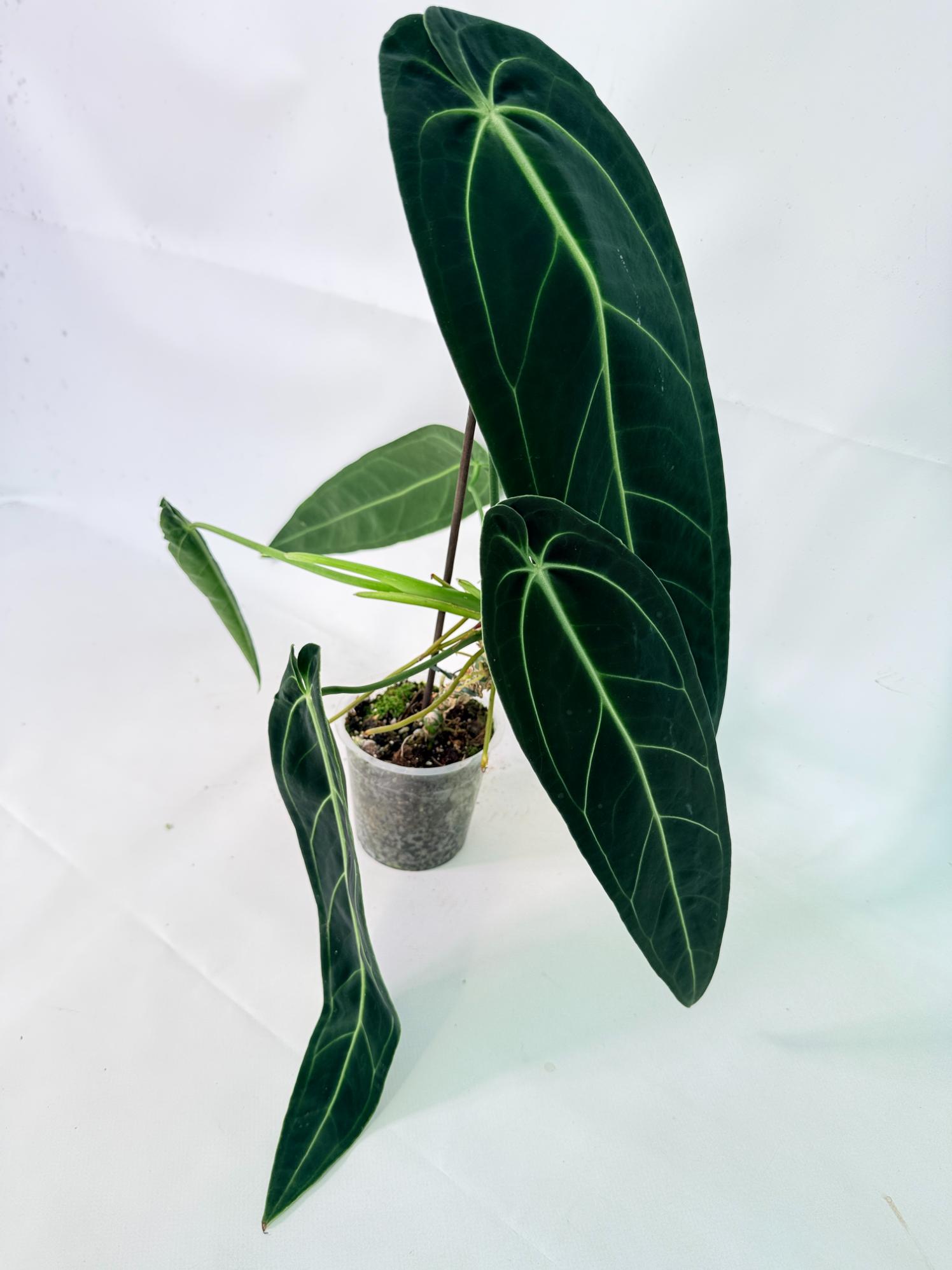 Anthurium Warocqueanum XL 01