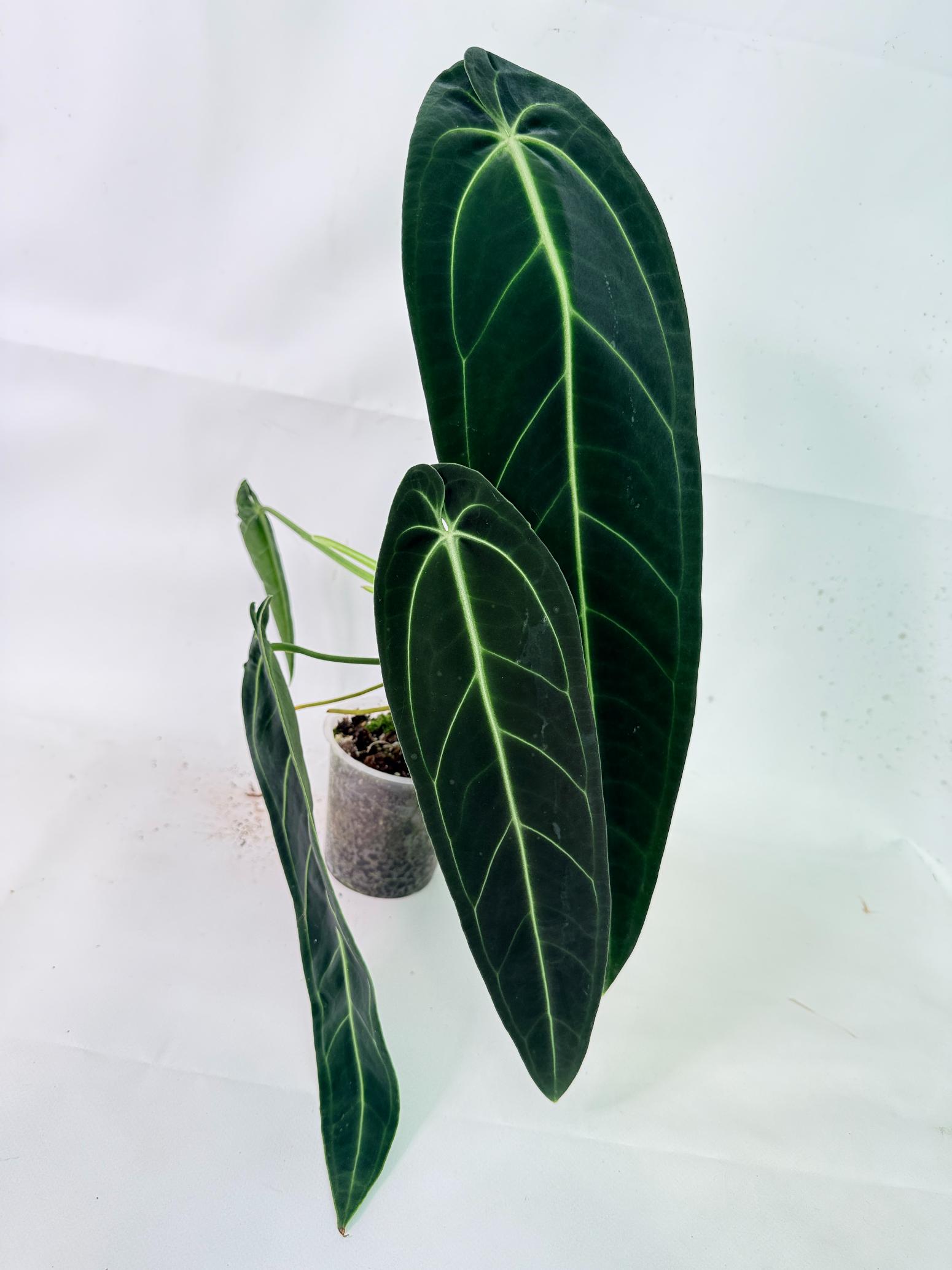 Anthurium Warocqueanum XL 13
