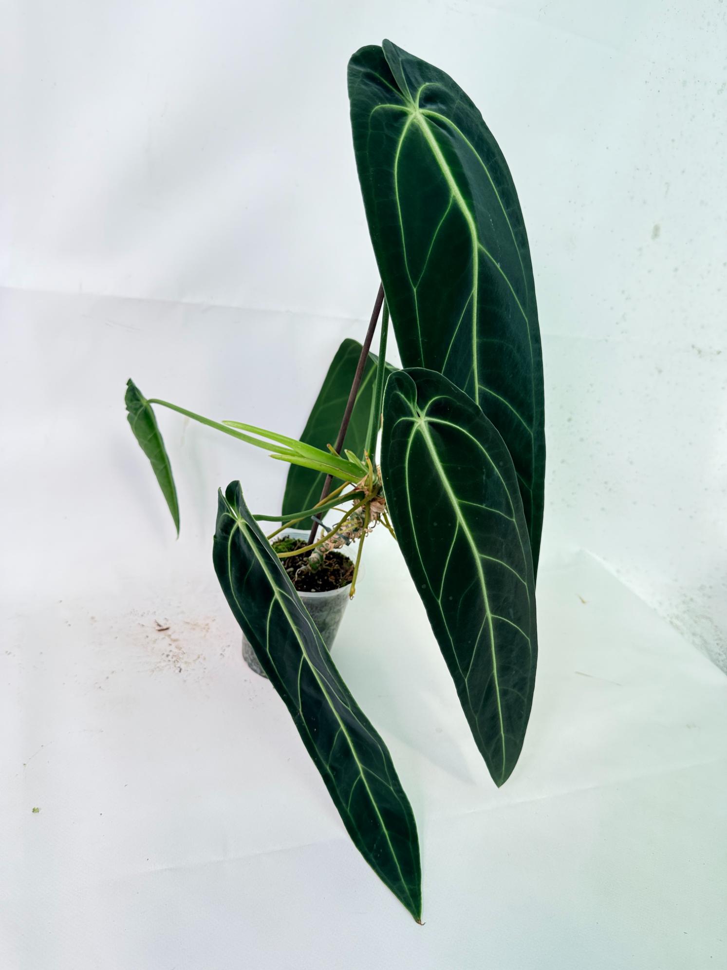 Anthurium Warocqueanum XL 15
