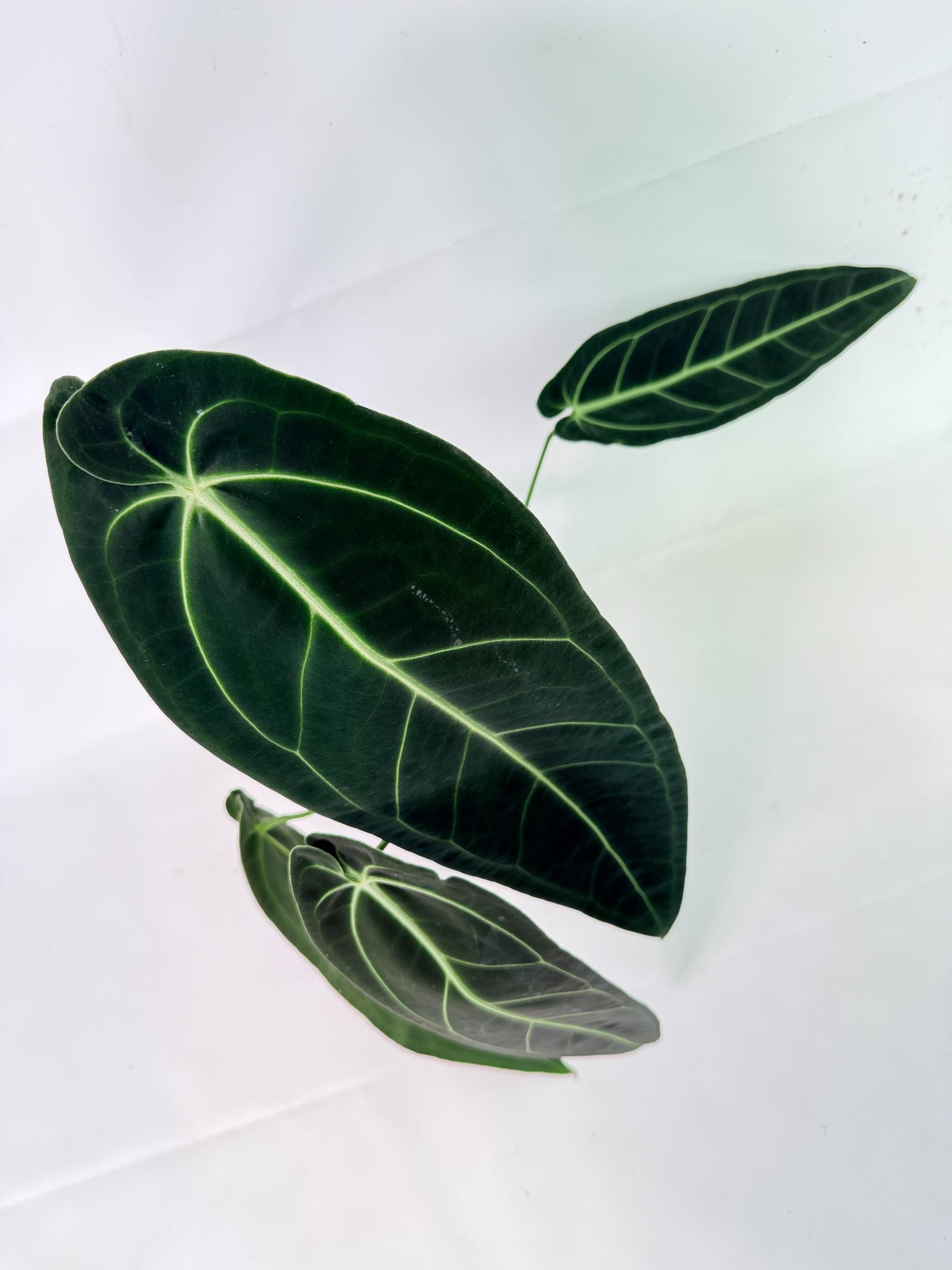 Anthurium Warocqueanum XL 16
