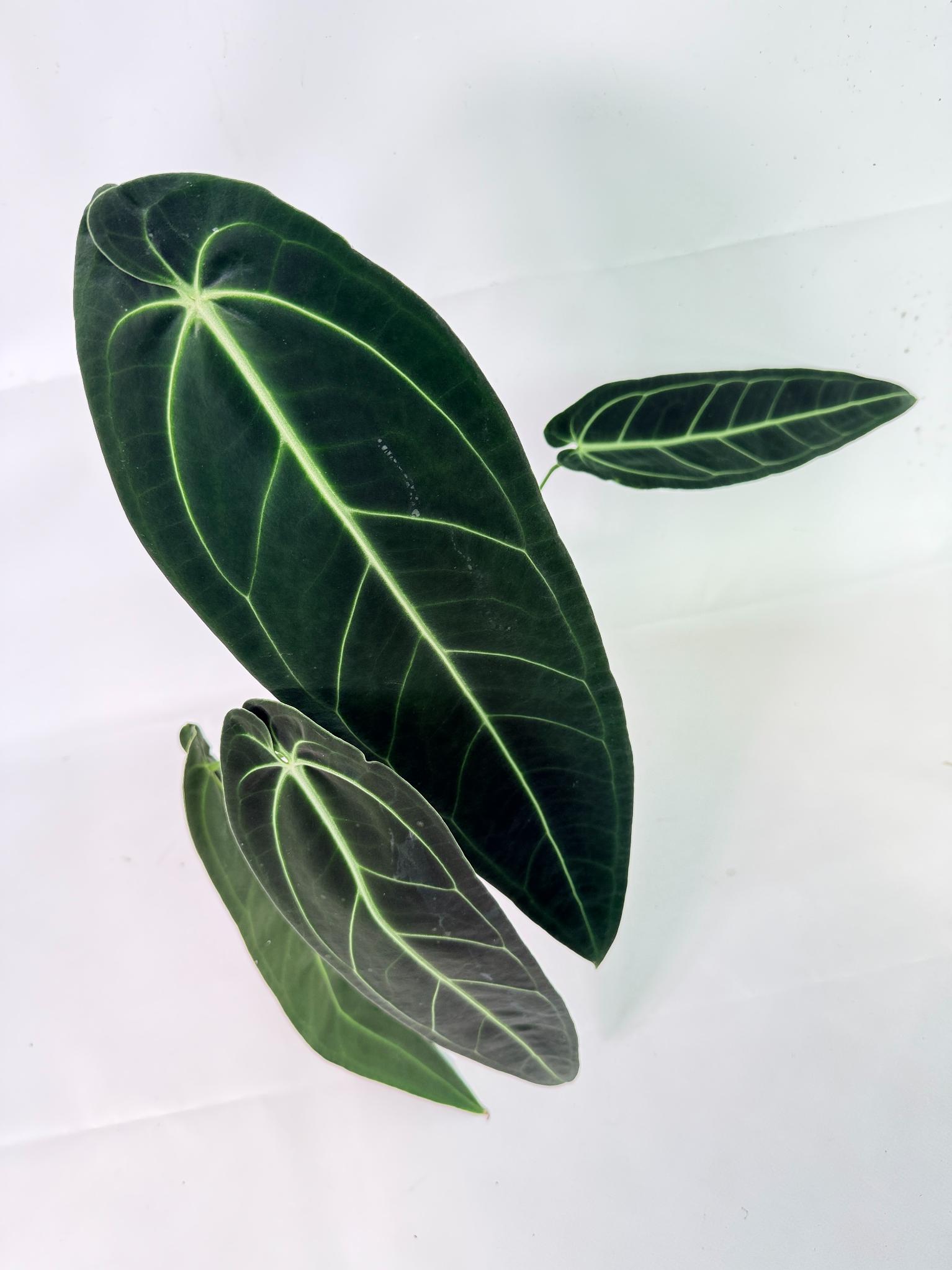 Anthurium Warocqueanum XL 15