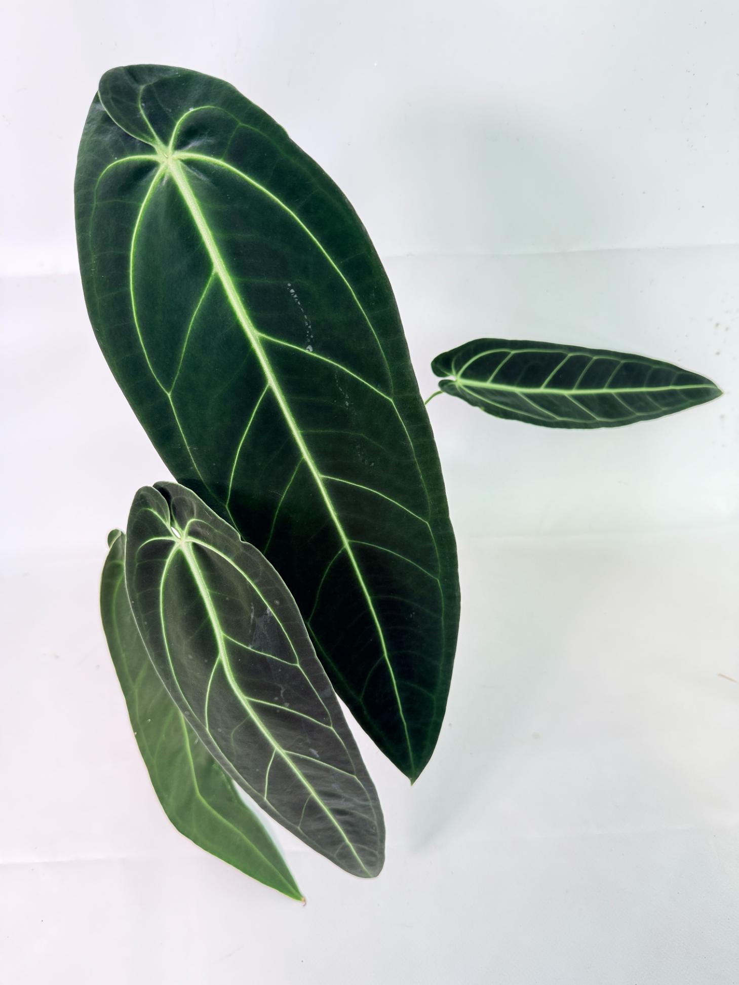 Anthurium Warocqueanum XL 17