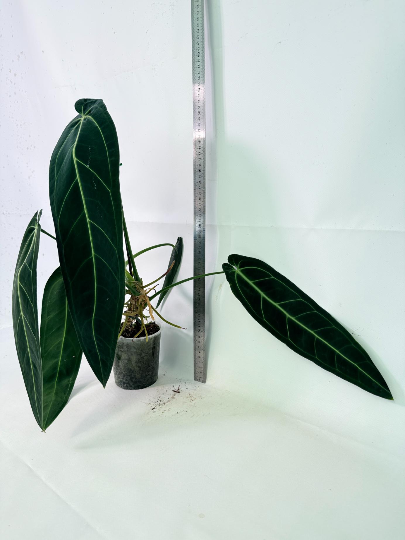 Anthurium Warocqueanum XL 02