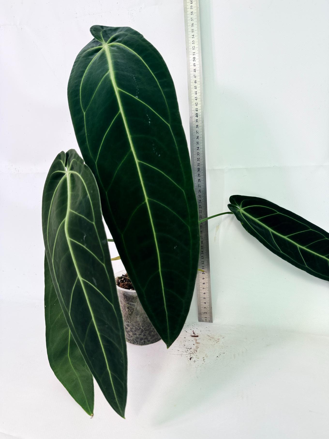 Anthurium Warocqueanum XL 03