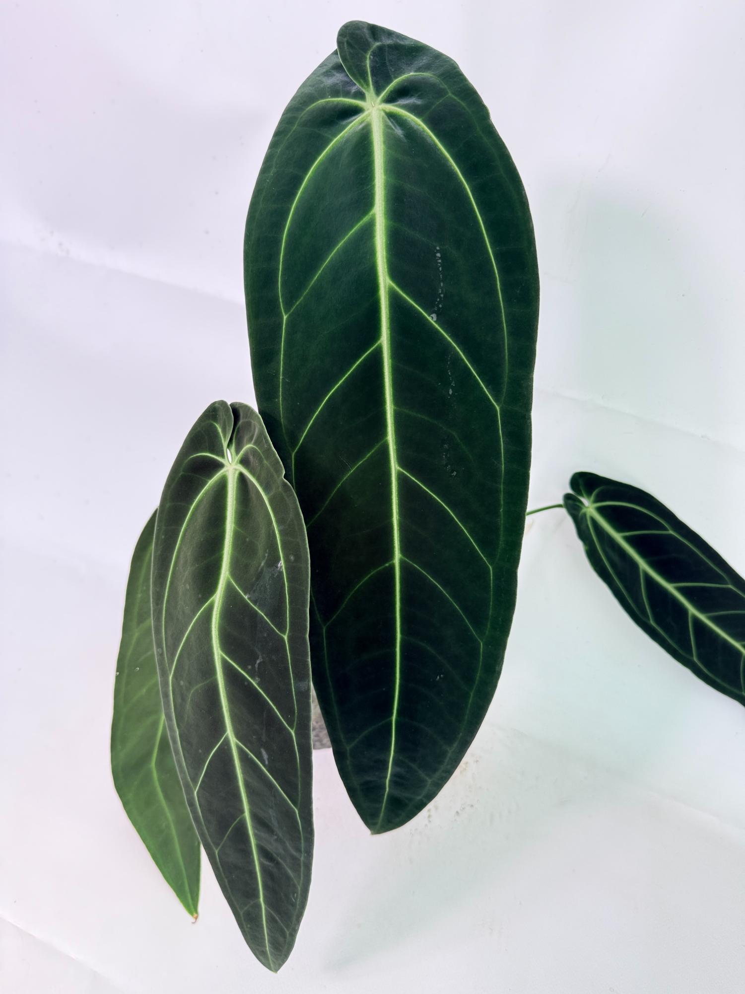 Anthurium Warocqueanum XL 04