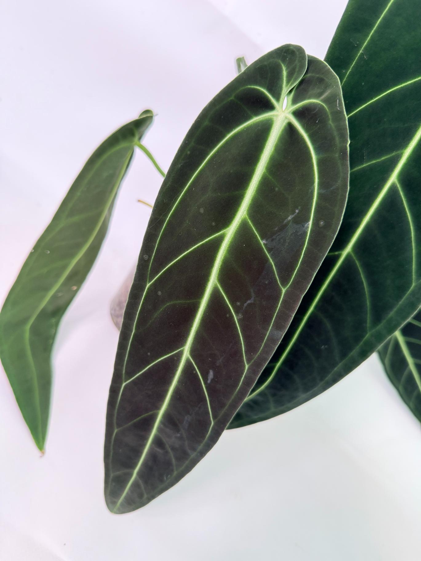 Anthurium Warocqueanum XL 05