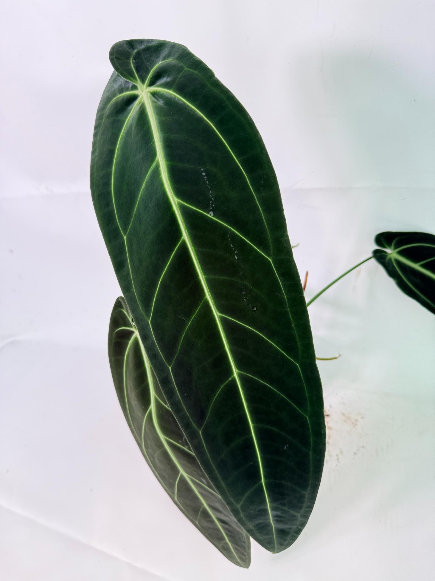 Anthurium Warocqueanum XL 06