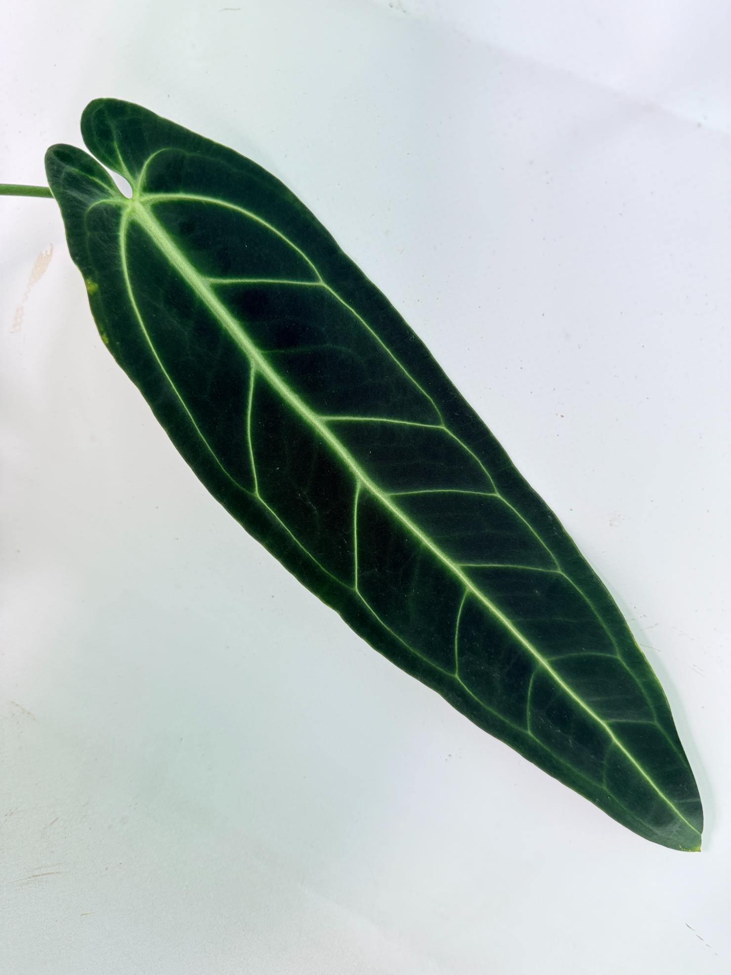 Anthurium Warocqueanum XL 07