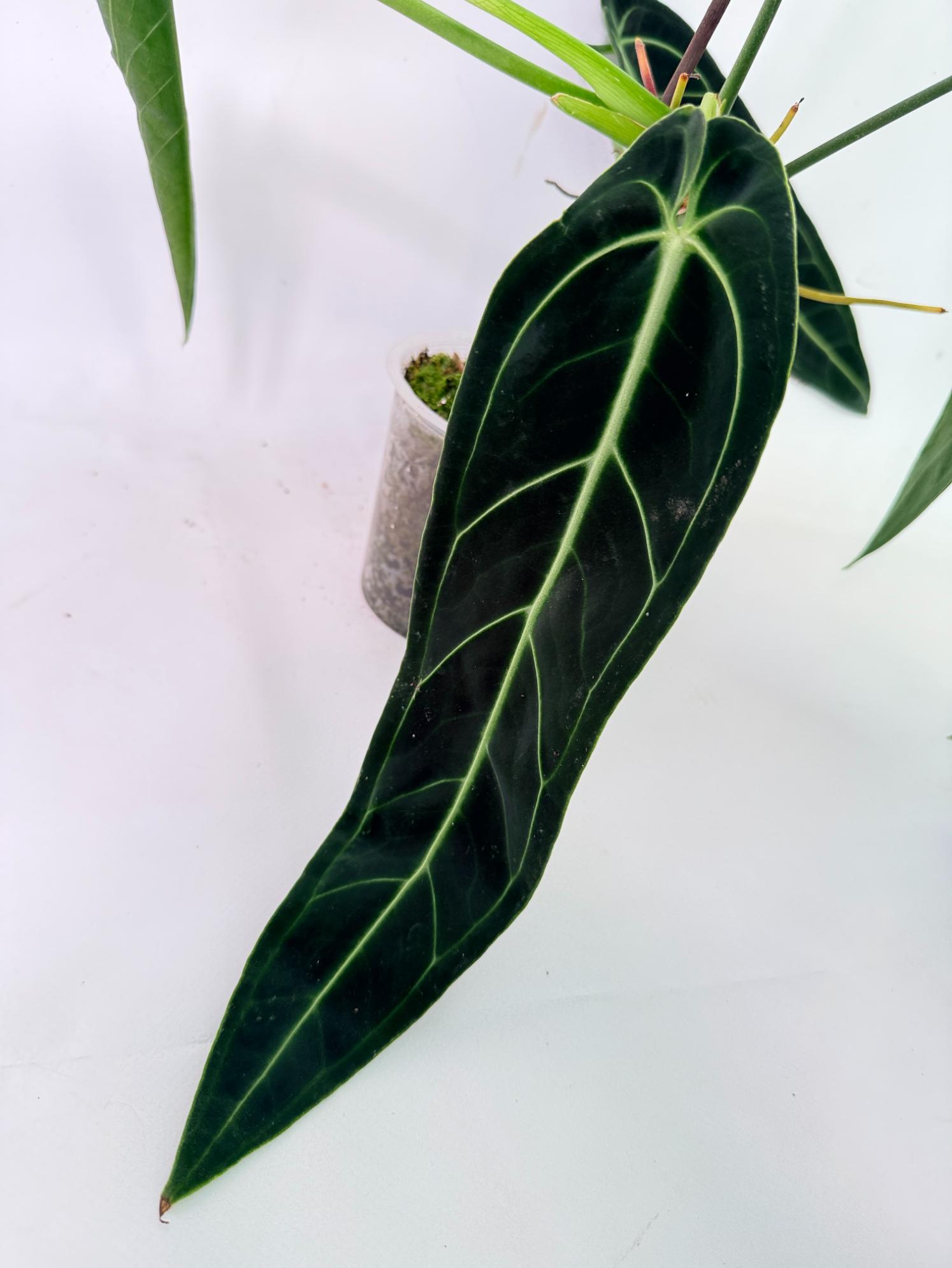 Anthurium Warocqueanum XL 08