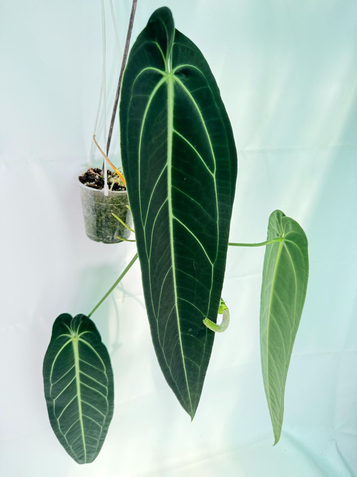 Anthurium Warocqueanum XL 01