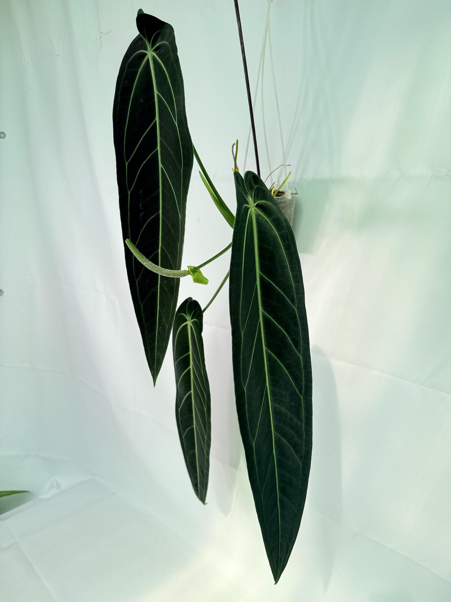 Anthurium Warocqueanum XL 02