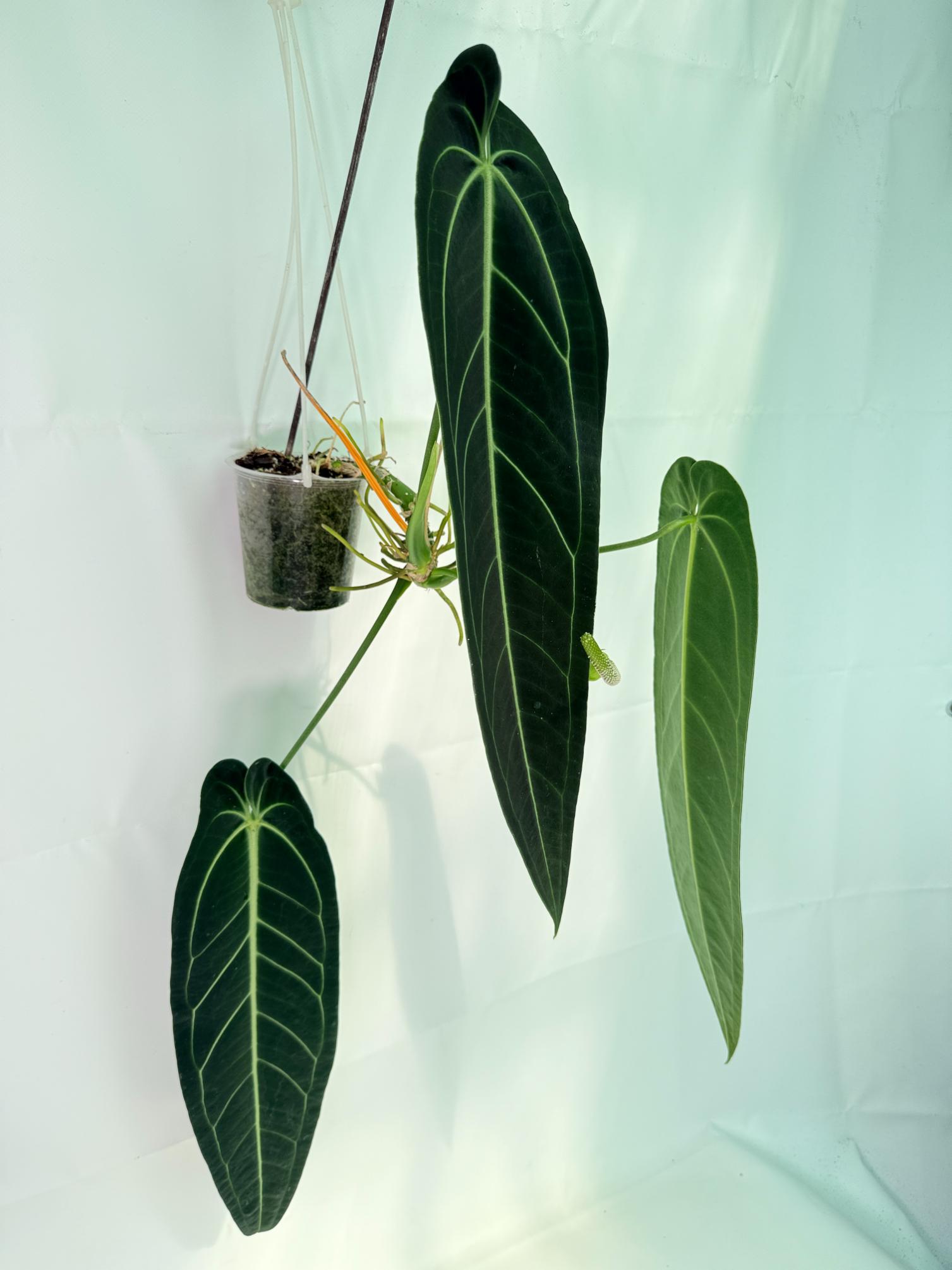 Anthurium Warocqueanum XL 03