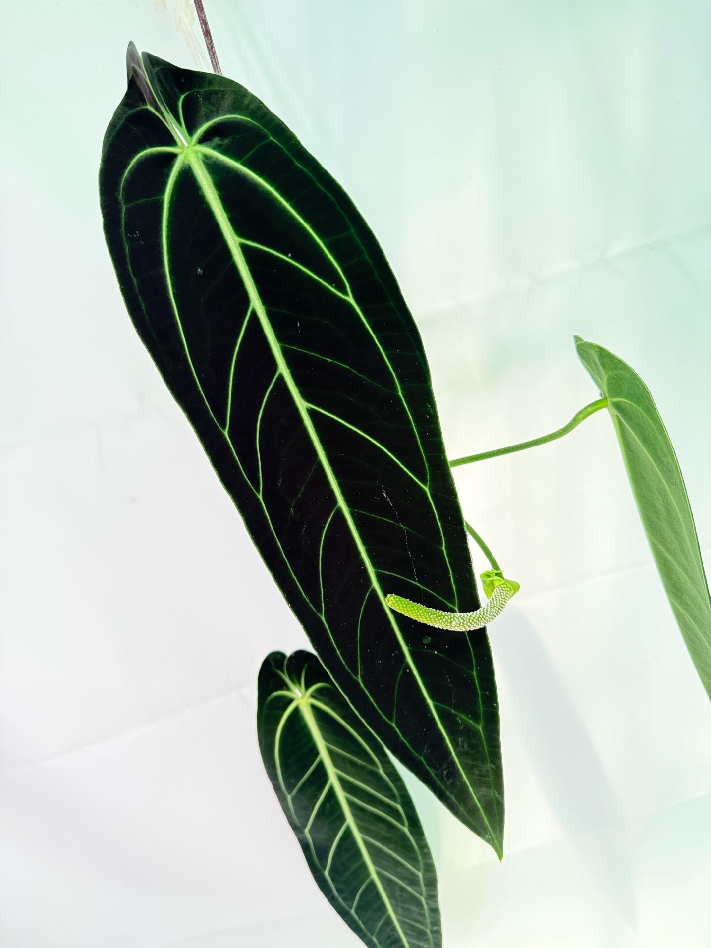 Anthurium Warocqueanum XL 04