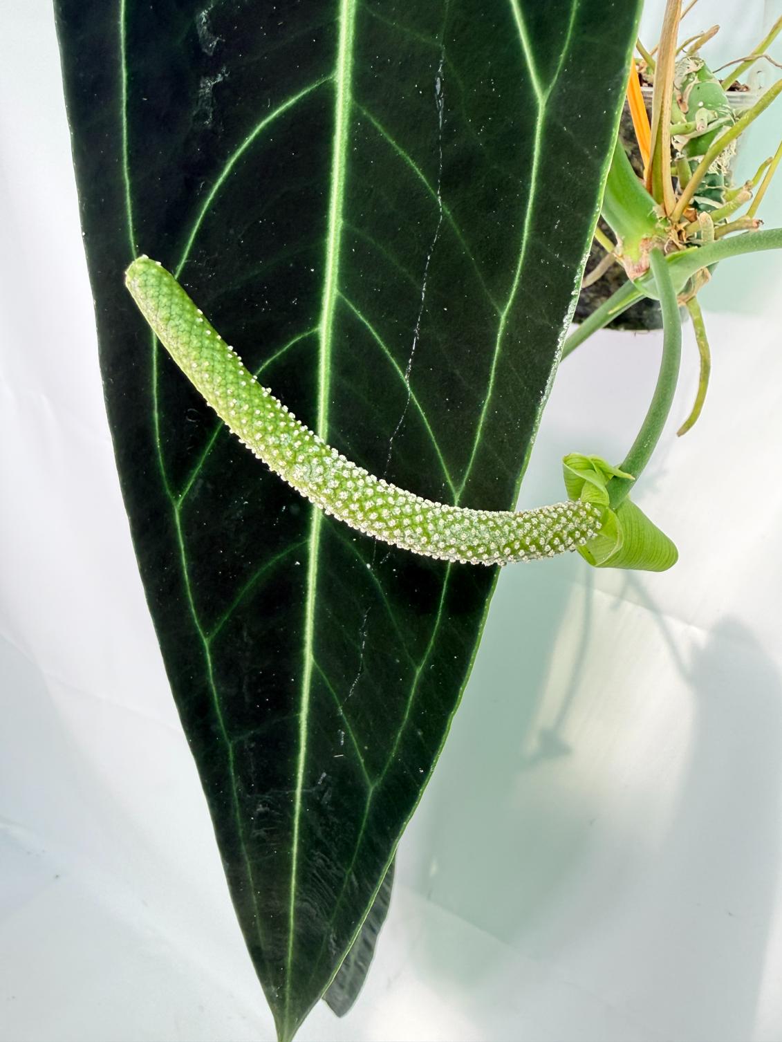 Anthurium Warocqueanum XL 05