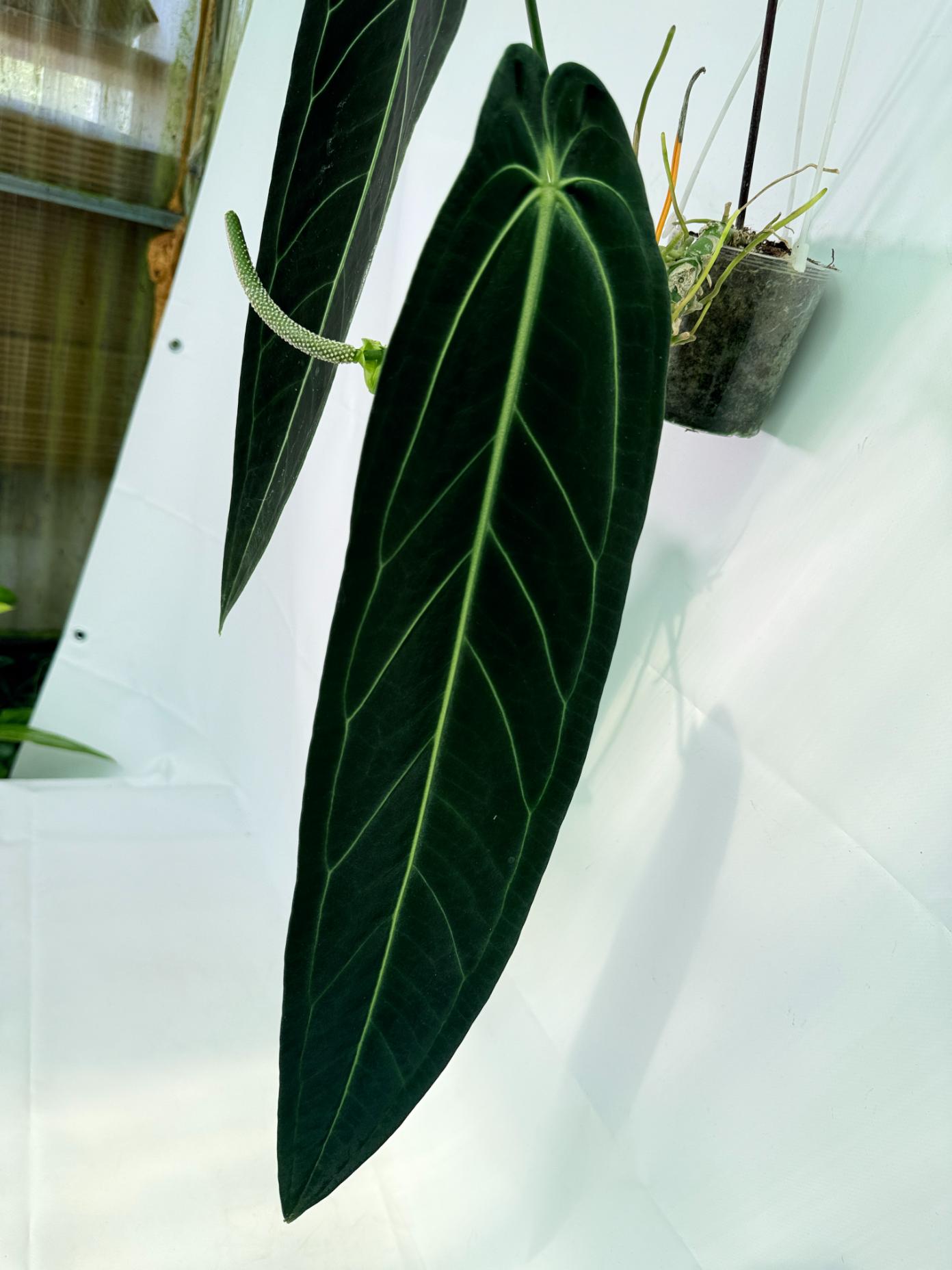 Anthurium Warocqueanum XL 06