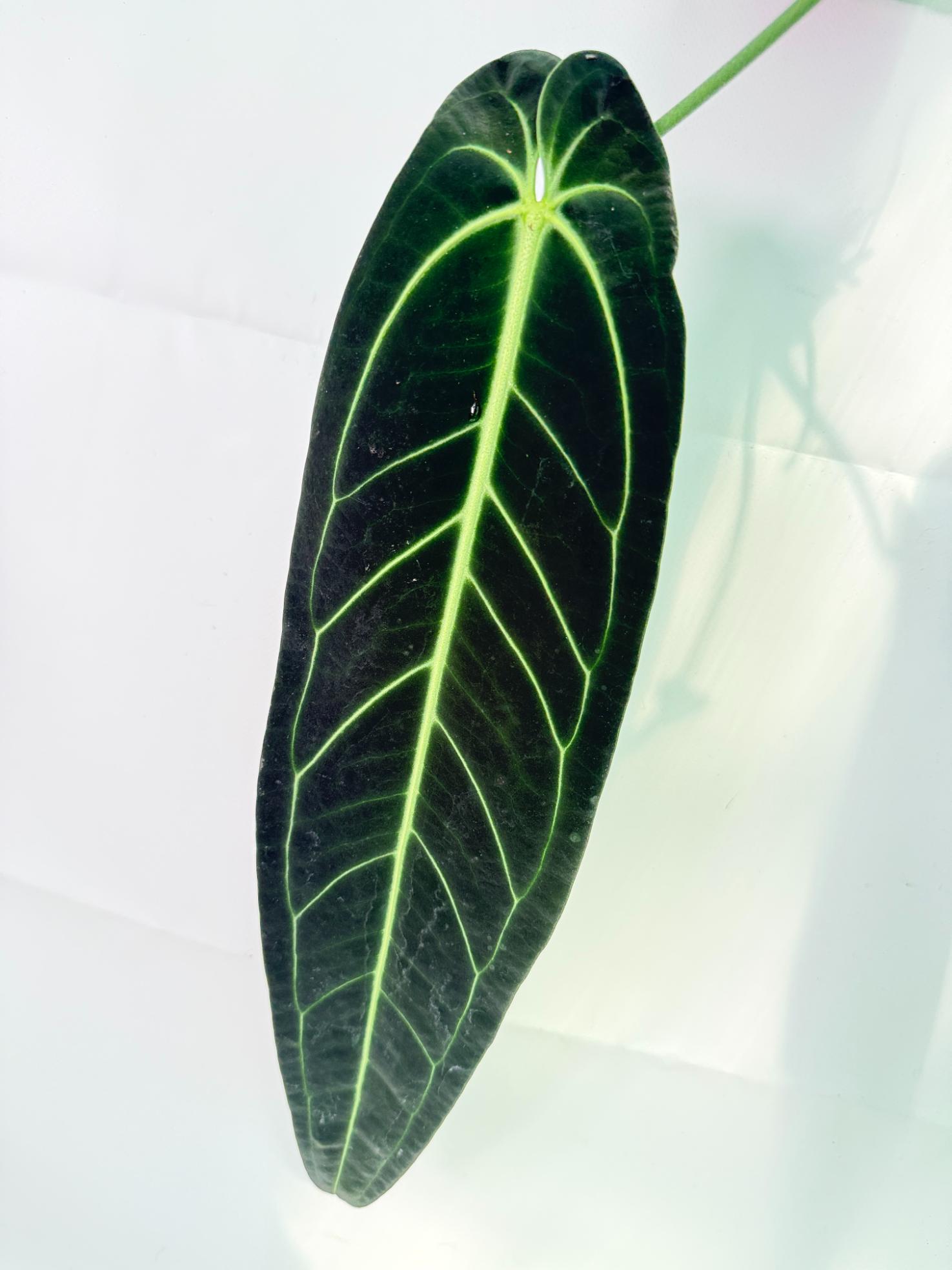 Anthurium Warocqueanum XL 07