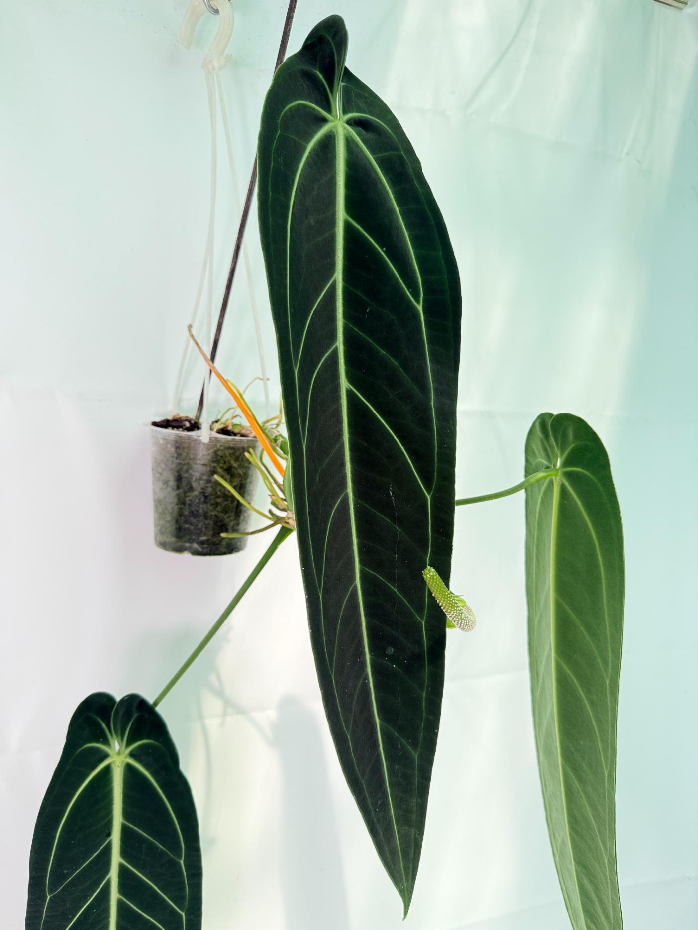 Anthurium Warocqueanum XL 08