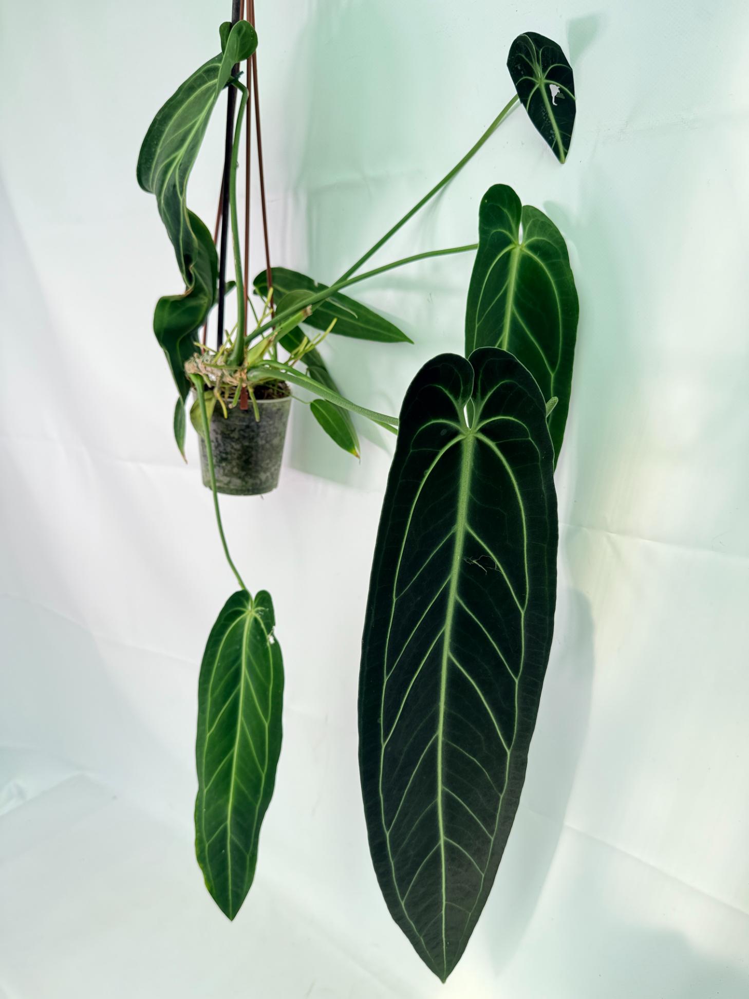 Anthurium Warocqueanum XL 08