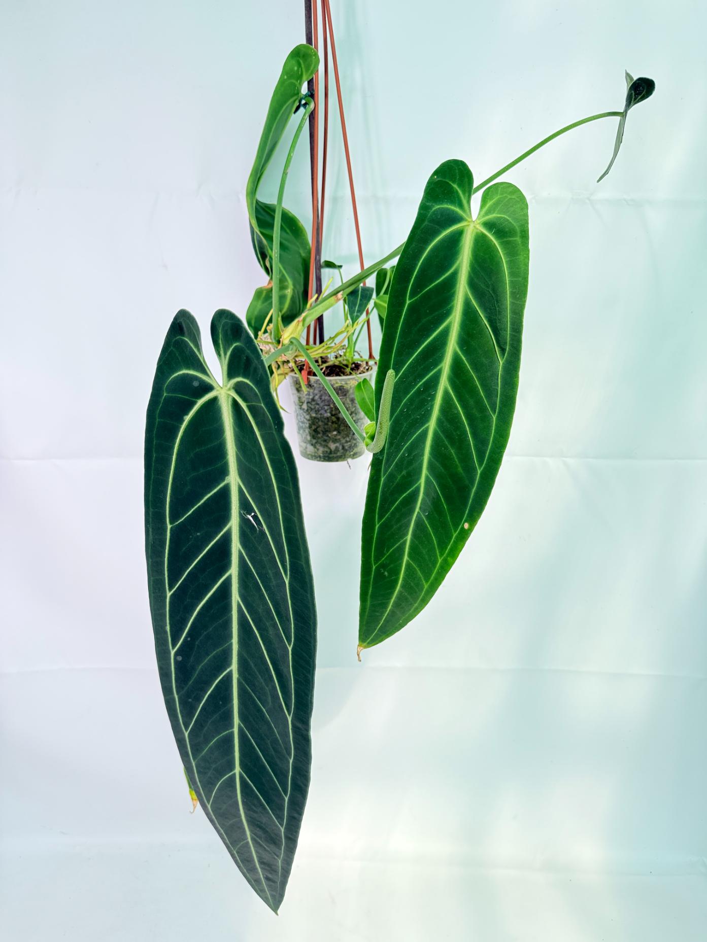 Anthurium Warocqueanum XL 01